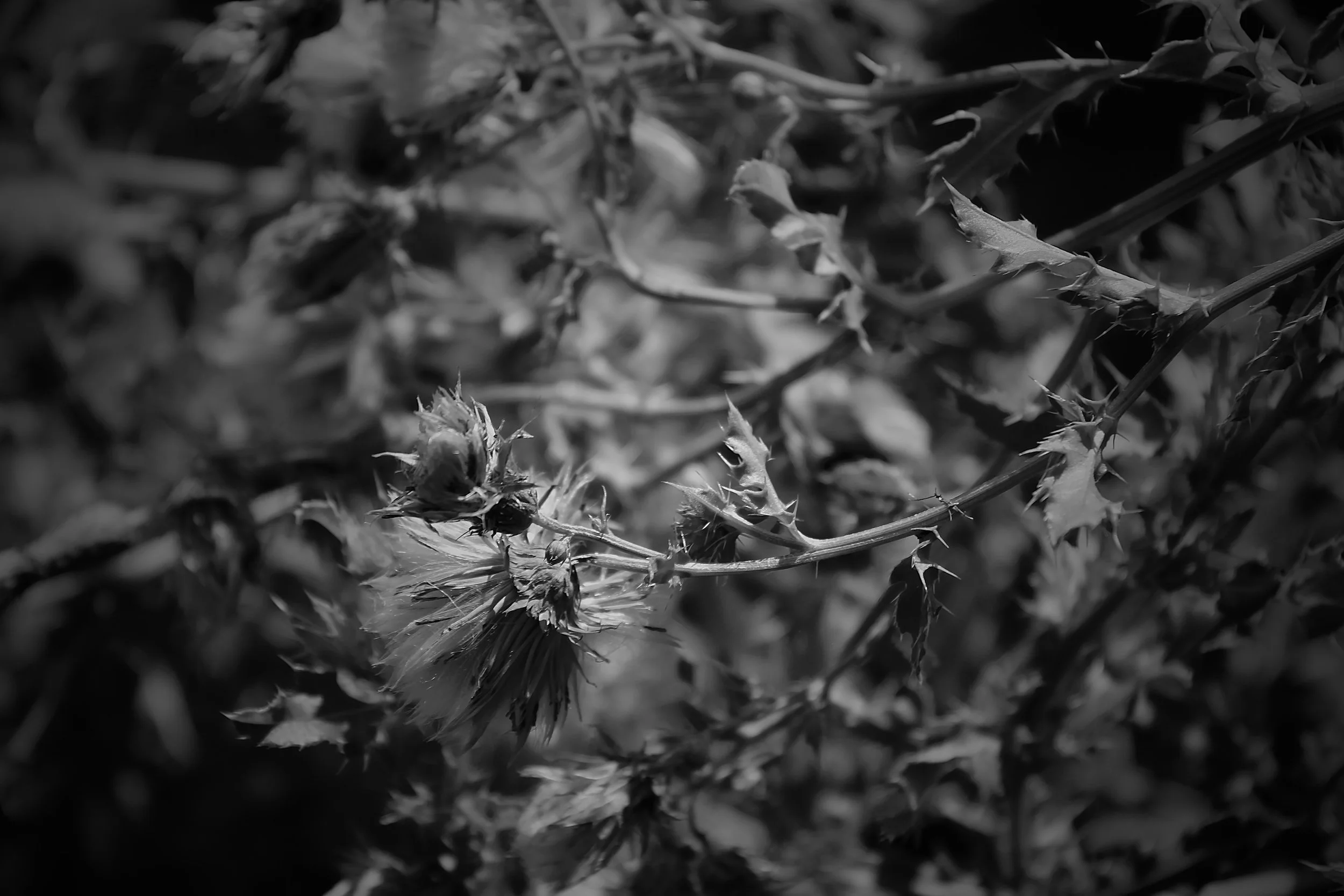 1BC6A384-DB9C-45AC-8F9C-FD4C065E12B5_1_201_a.jpeg