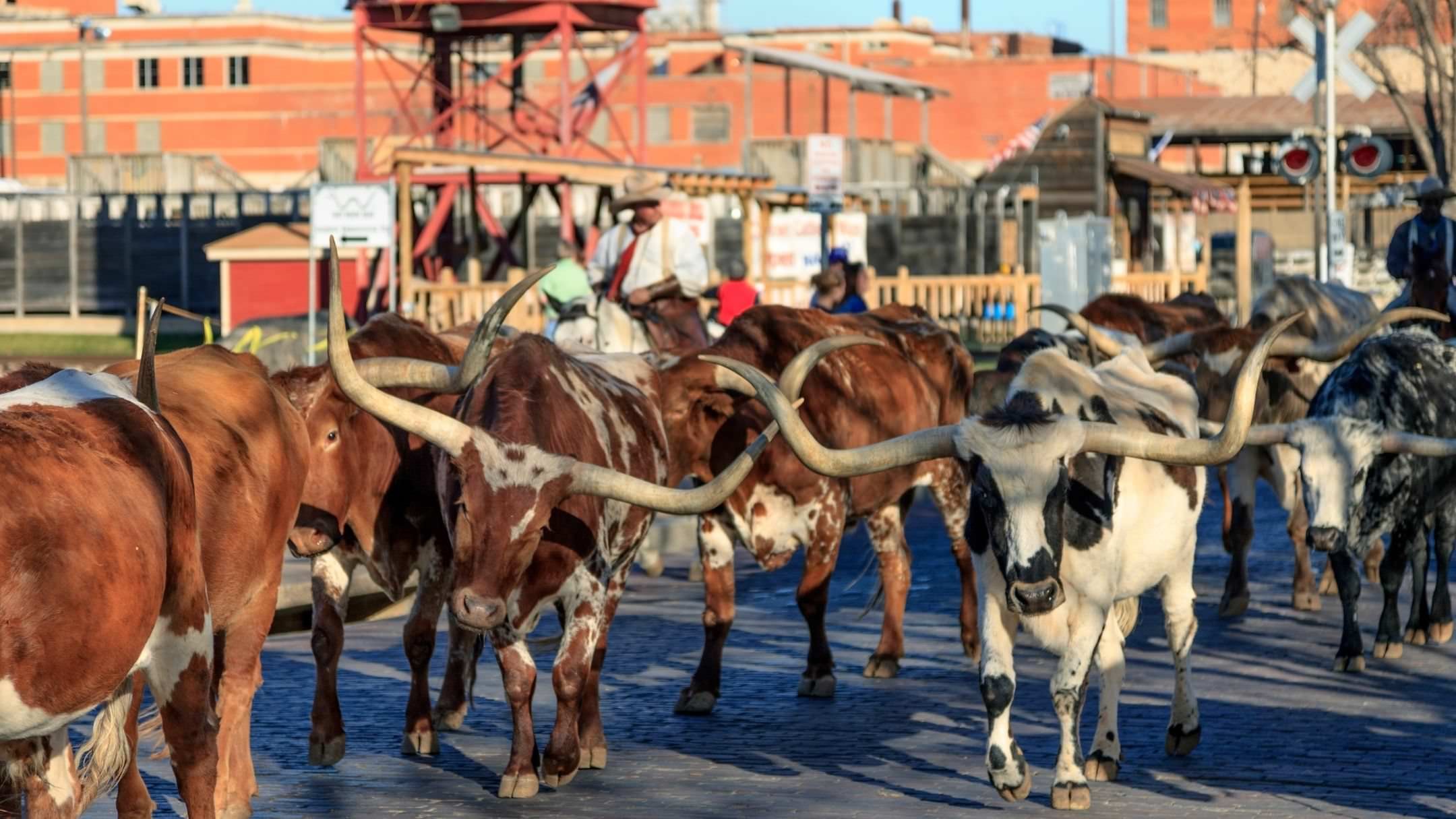 A group of longhorn cattle walking on a paved surface at a fair or outdoor event, with a cowboy riding a horse in the background and buildings and structures behind them.