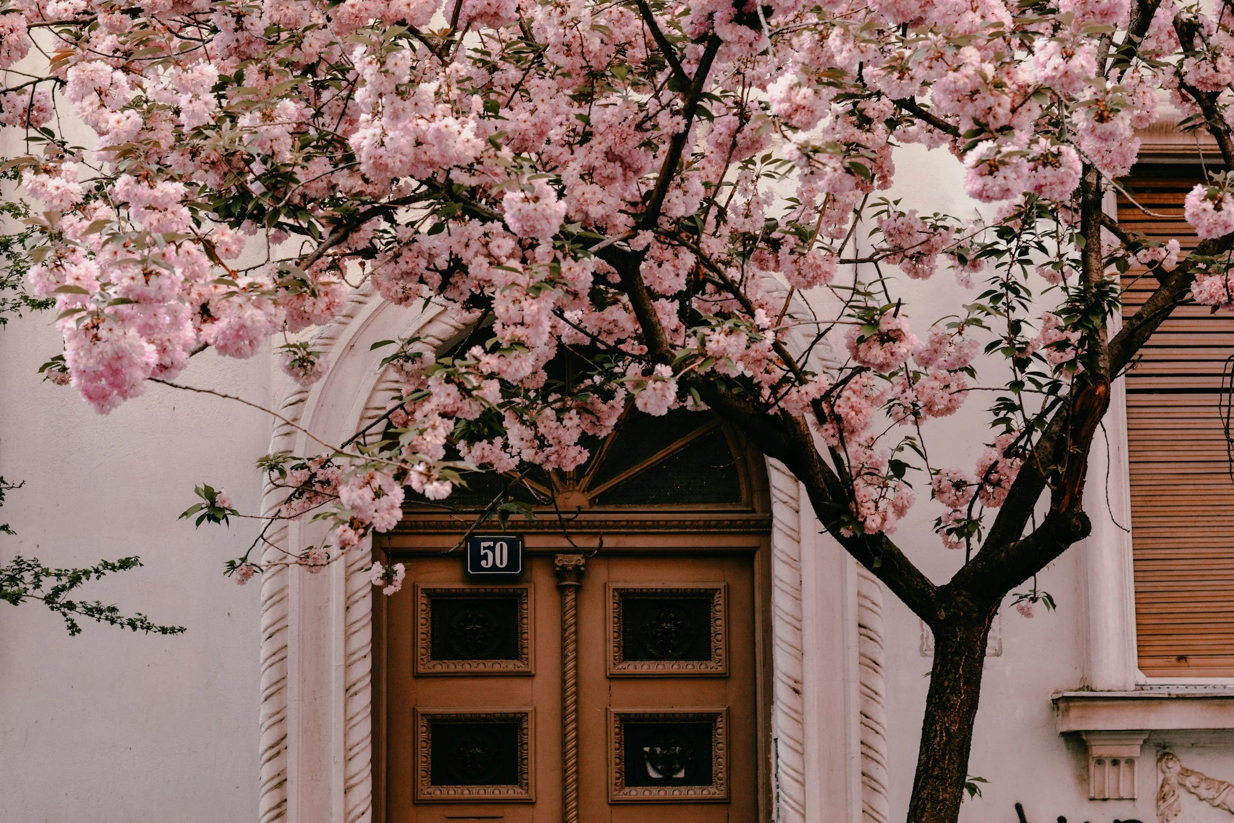 A wooden door with a decorative white archway, surrounded by a wall with window shutters, and a large pink flowering tree in front.