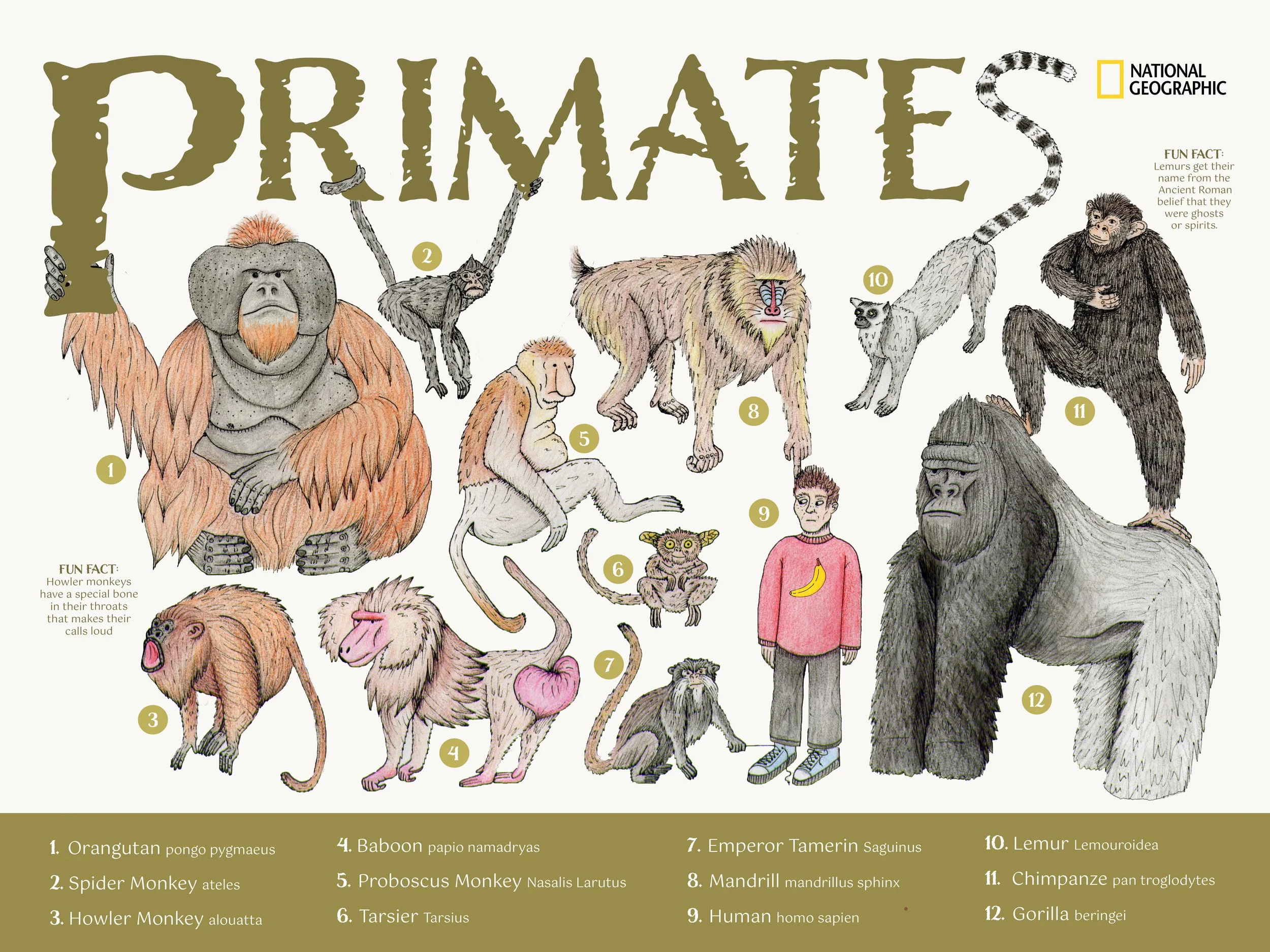 Primates Poster