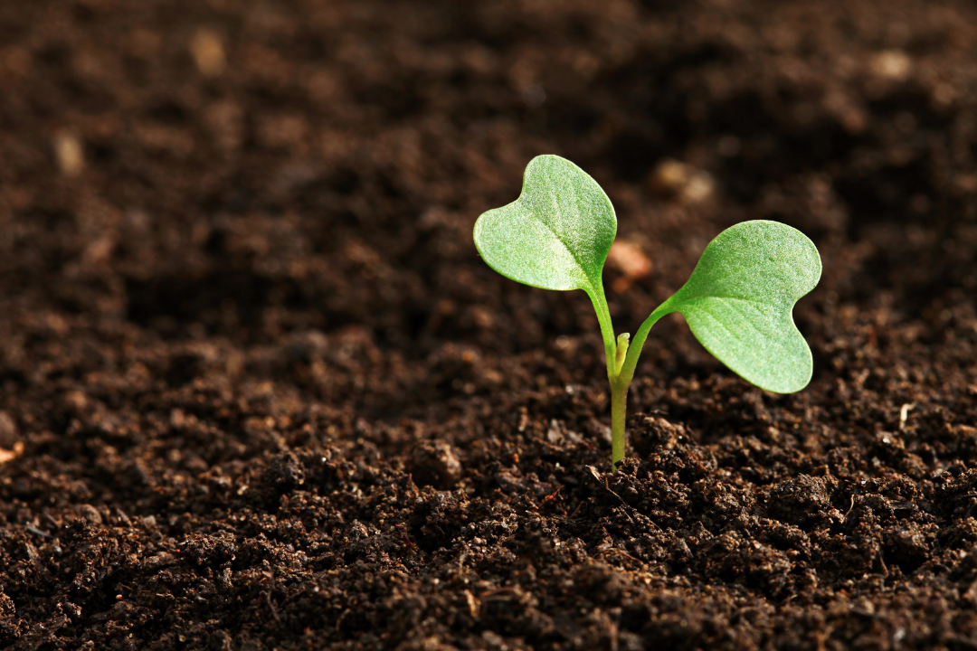 Sea to Sky Soil: What to Use, Where to Get It, and How to Place It Properly