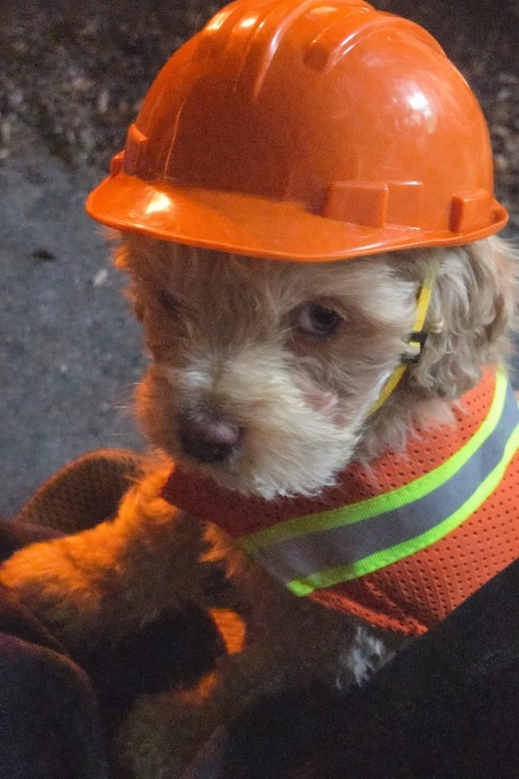 Drew's puppy Slinger, wearing an orange construction hat and a high-visibility safety vest.