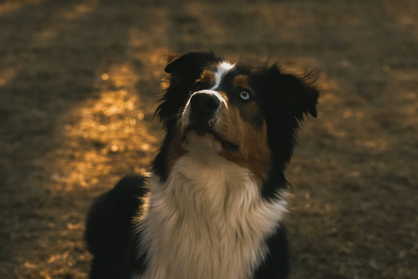 morning.
november &lsquo;24

#australianshepard #aussie #dogphotographynj #dogphotographyny #vintagephotographer