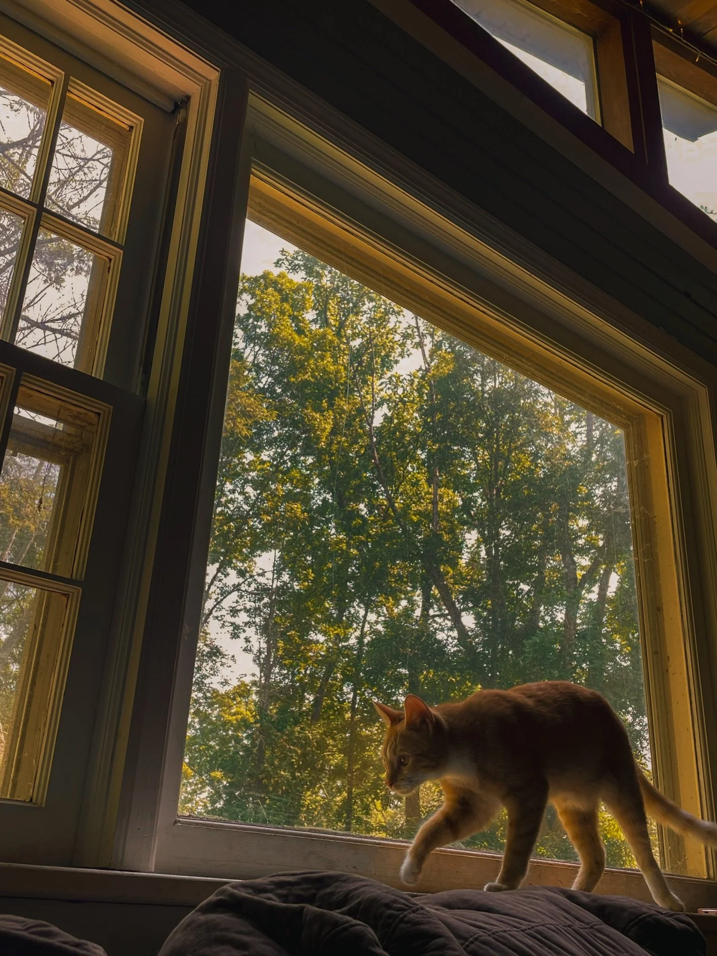 My cat ran away last night :( praying that he comes back 

Toast
July&rsquo;25