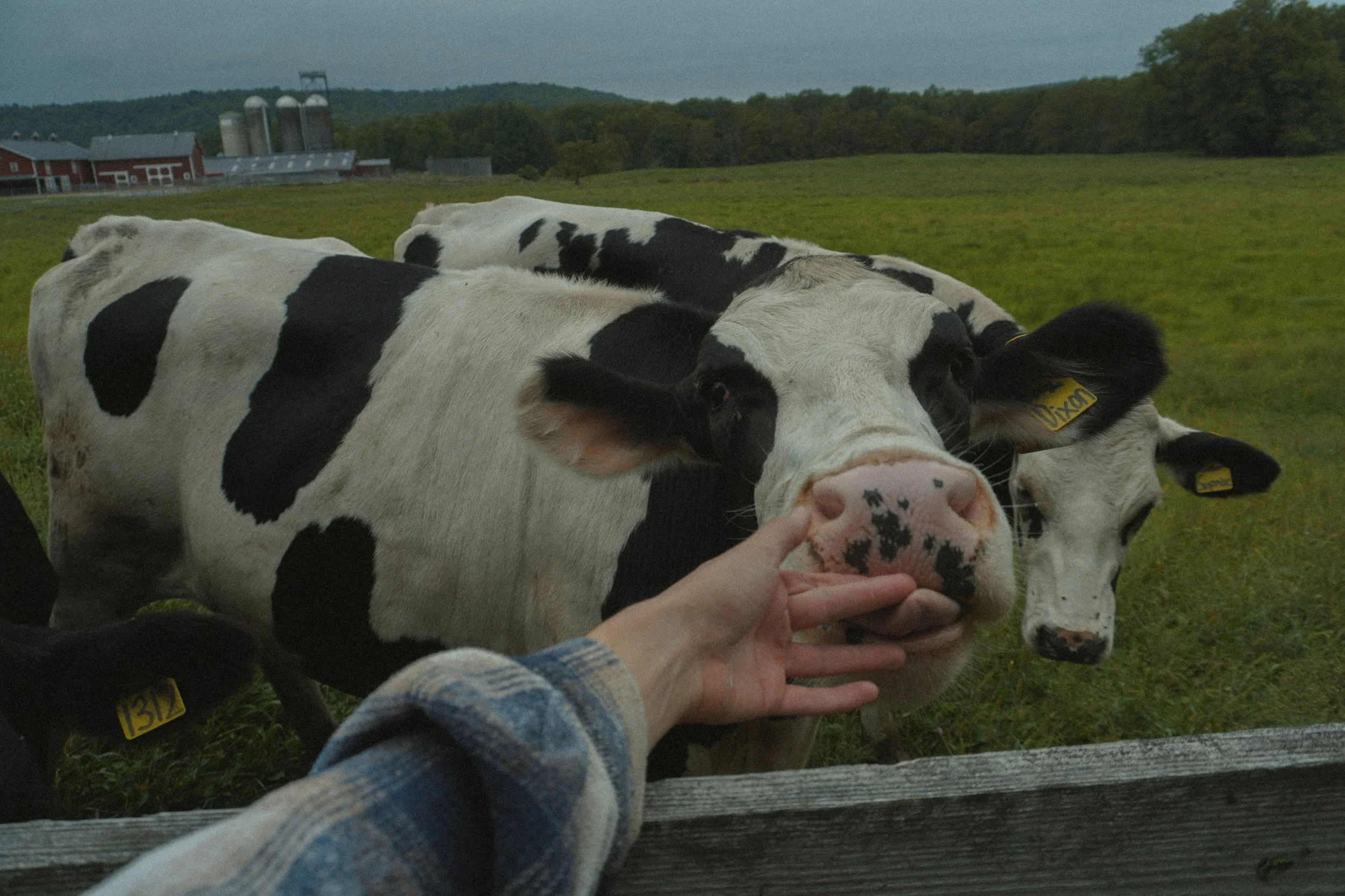 Person petting a Holstein cow through a wooden fence on a farm with barns and silos in the background.
