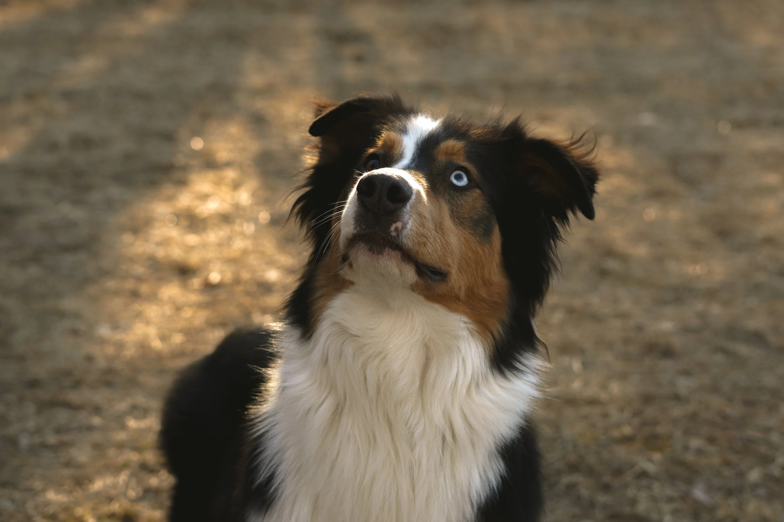 Australian Shepherd dog with blue eyes, black, white, and brown fur, sitting on a dirt ground with sunlight reflecting in the background.
