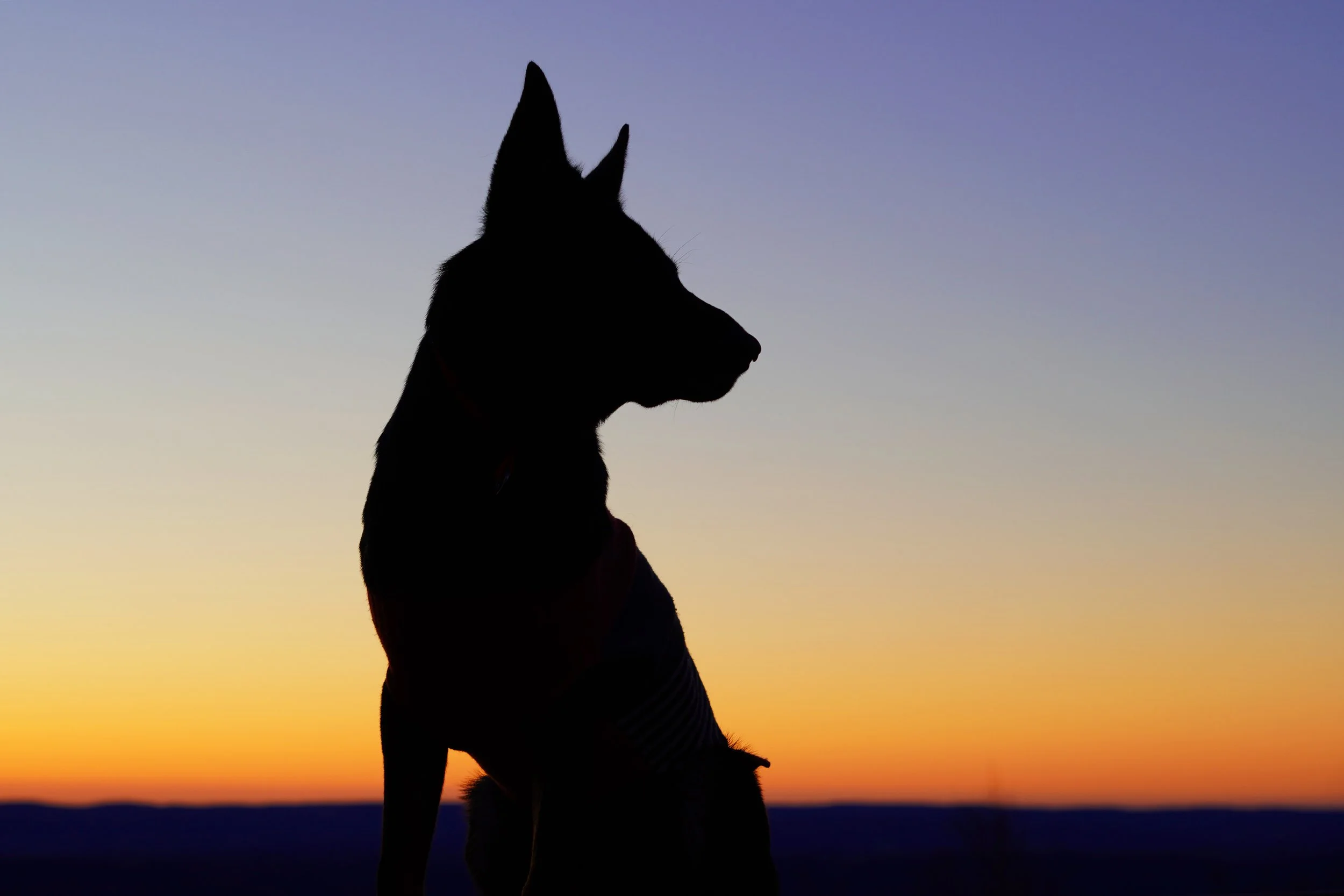 Silhouette of a dog sitting outdoors during sunset with a colorful sky in the background.
