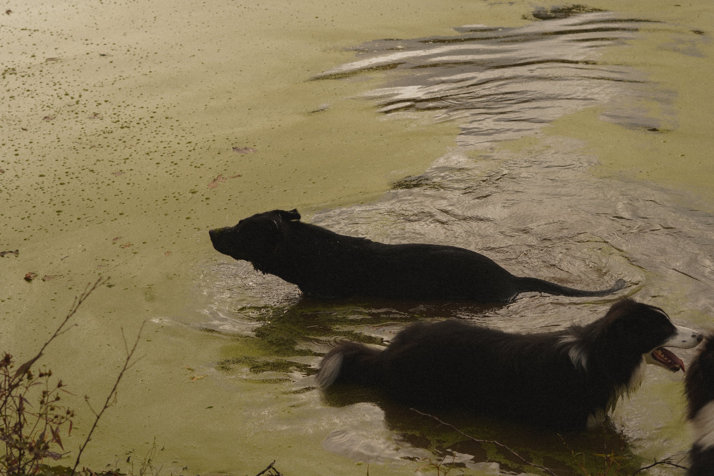 Two dogs swimming in a pond with green algae