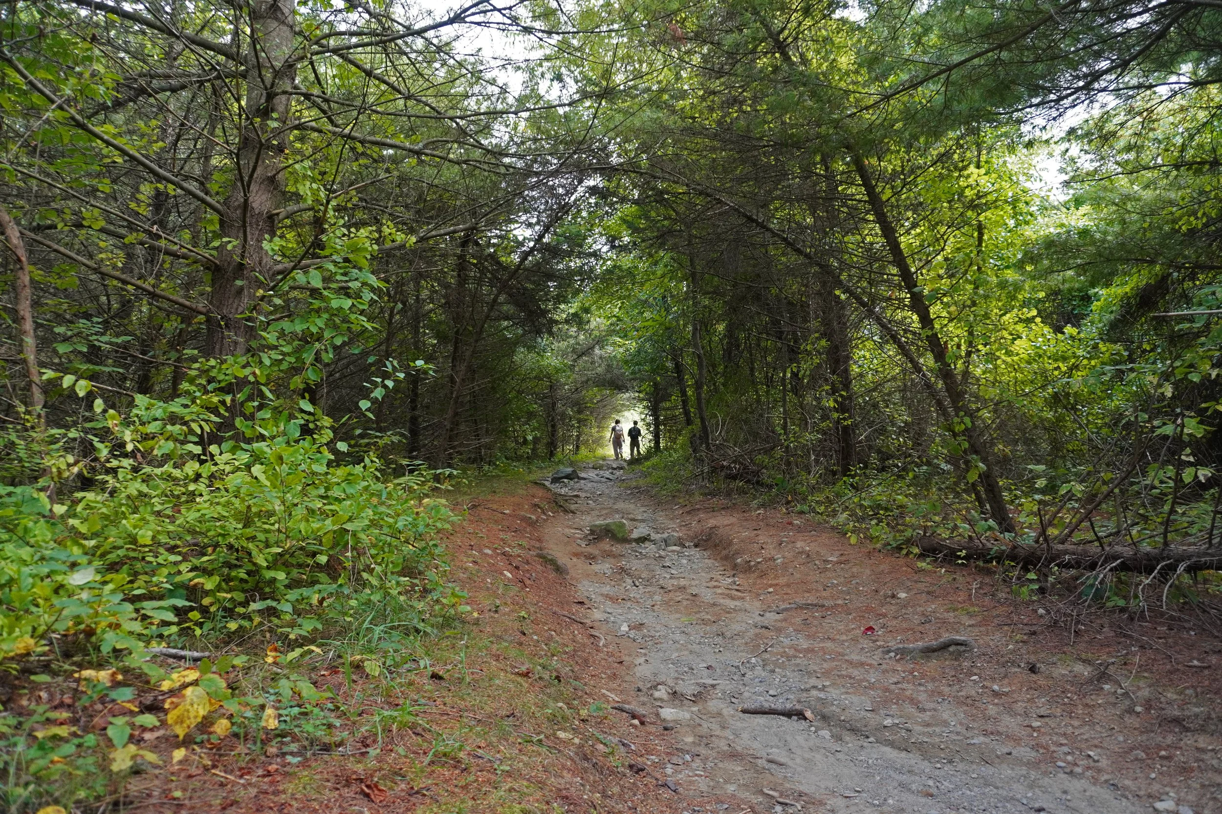 A dirt trail running through a dense green forest with two hikers walking in the distance. Cheap vintage photographer northern nj