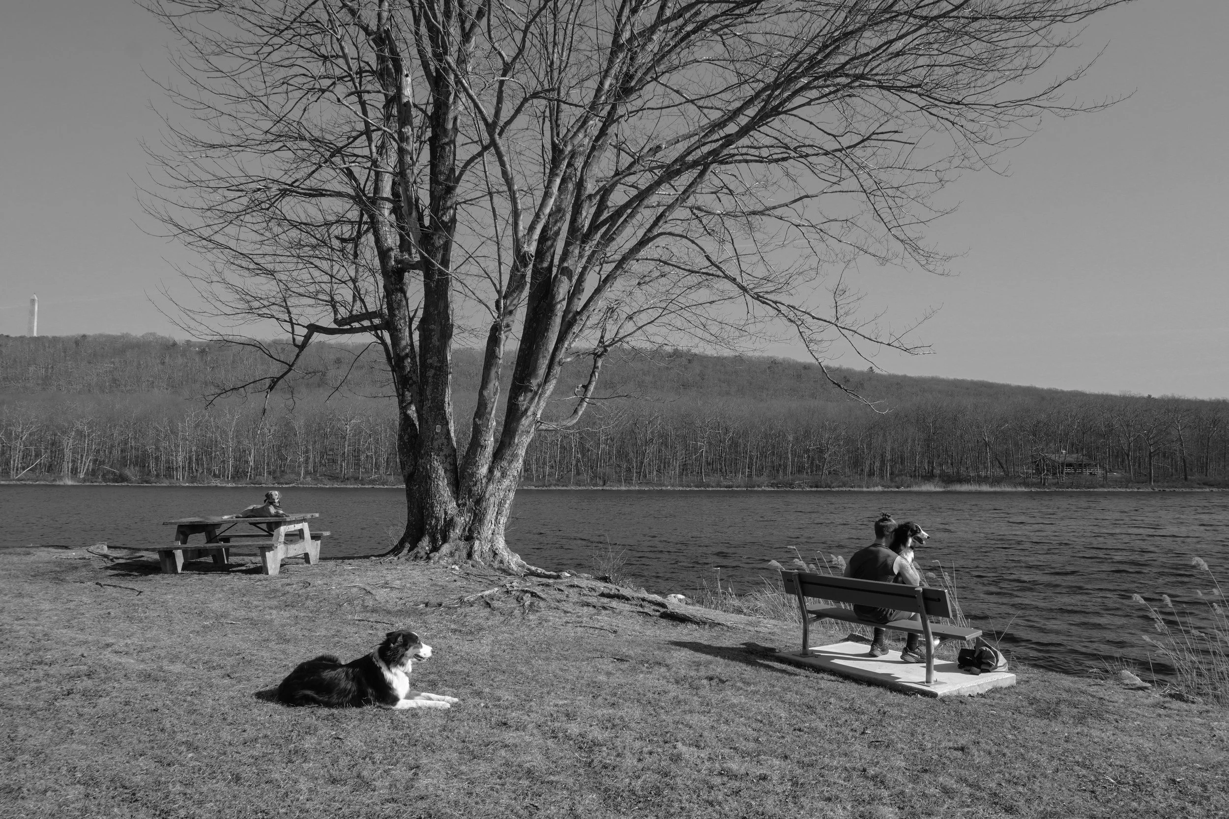 A black and white photo of two people and two dogs by a lake. One person is sitting on a bench, facing the water, while the other is squatting on the grass, next to a dog. A large, leafless tree stands in the foreground near the water's edge, with a 