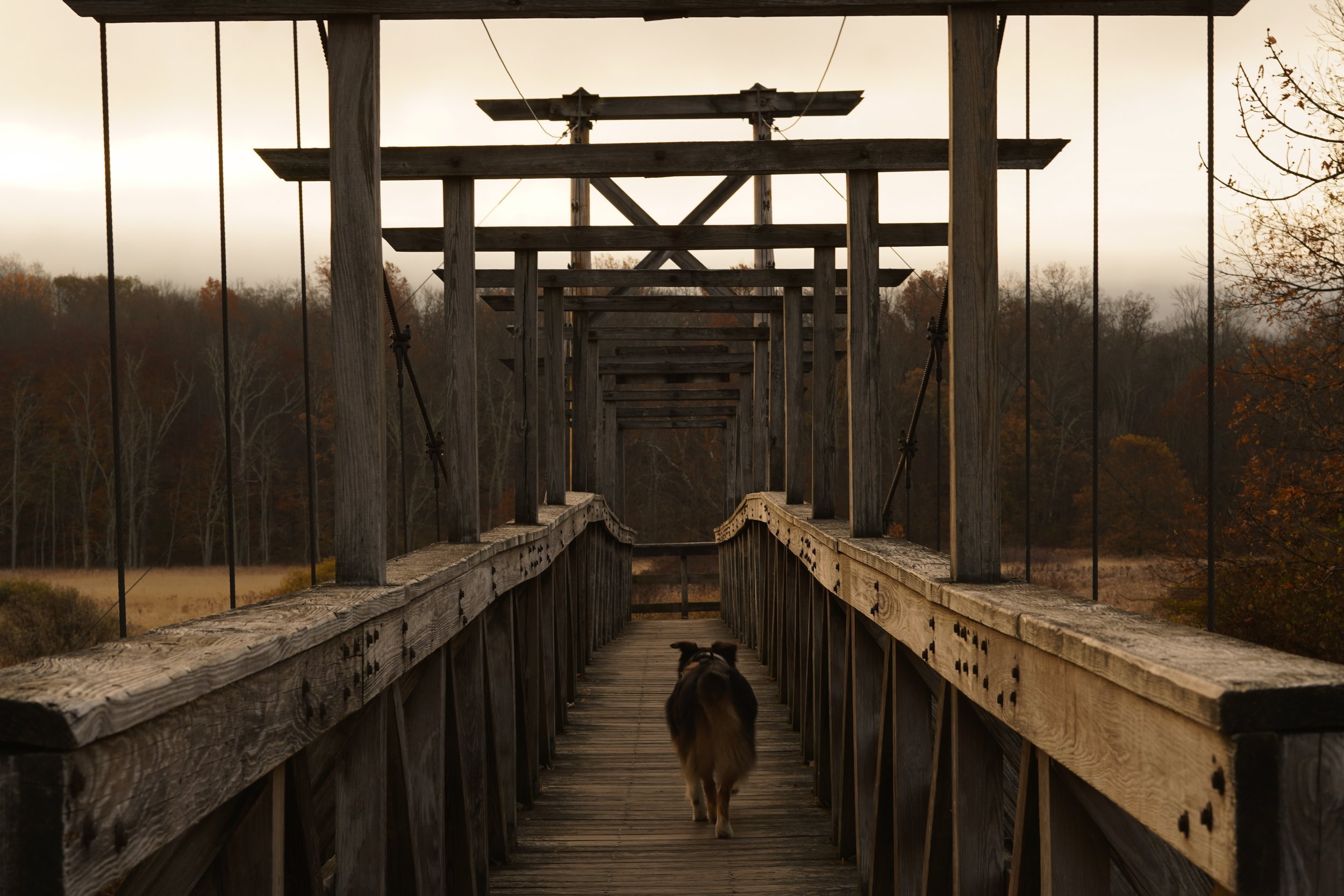 A dog walking across a wooden suspension bridge with trees and an overcast sky in the background. Cheap dog photographer sussex county nj