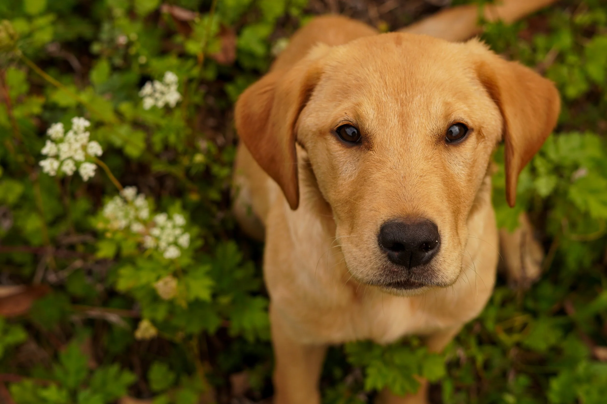 A young yellow Labrador retriever puppy sitting in green grass with small white flowers, looking up at the camera. Cheap dog photography northern nj