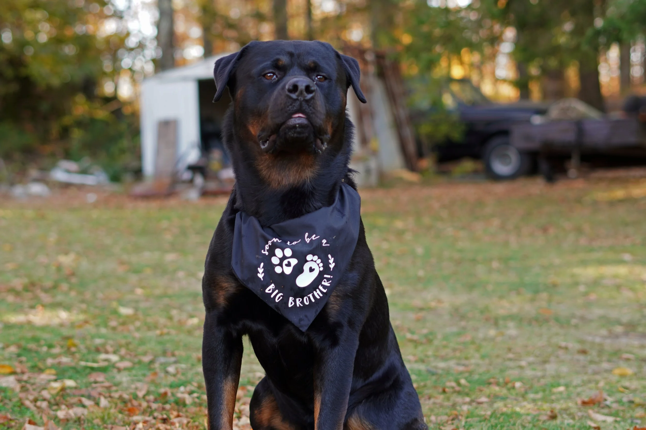 A Rottweiler dog sitting in a yard with trees and a shed in the background. The dog is wearing a black bandana with white paw prints and the words "from to be BIG BROTHER!"