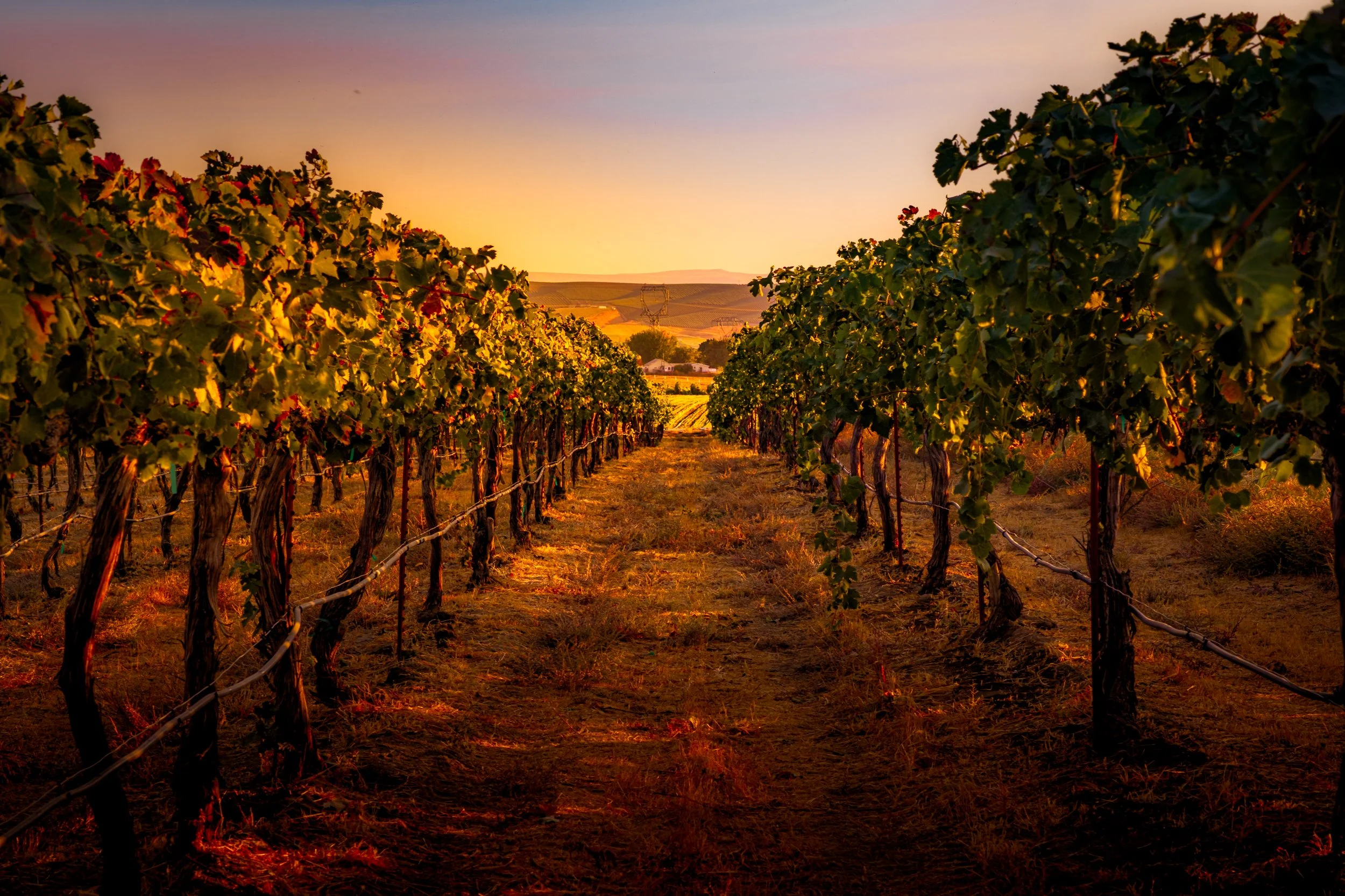 Dichotomy Vineyards, Outlook, Washington