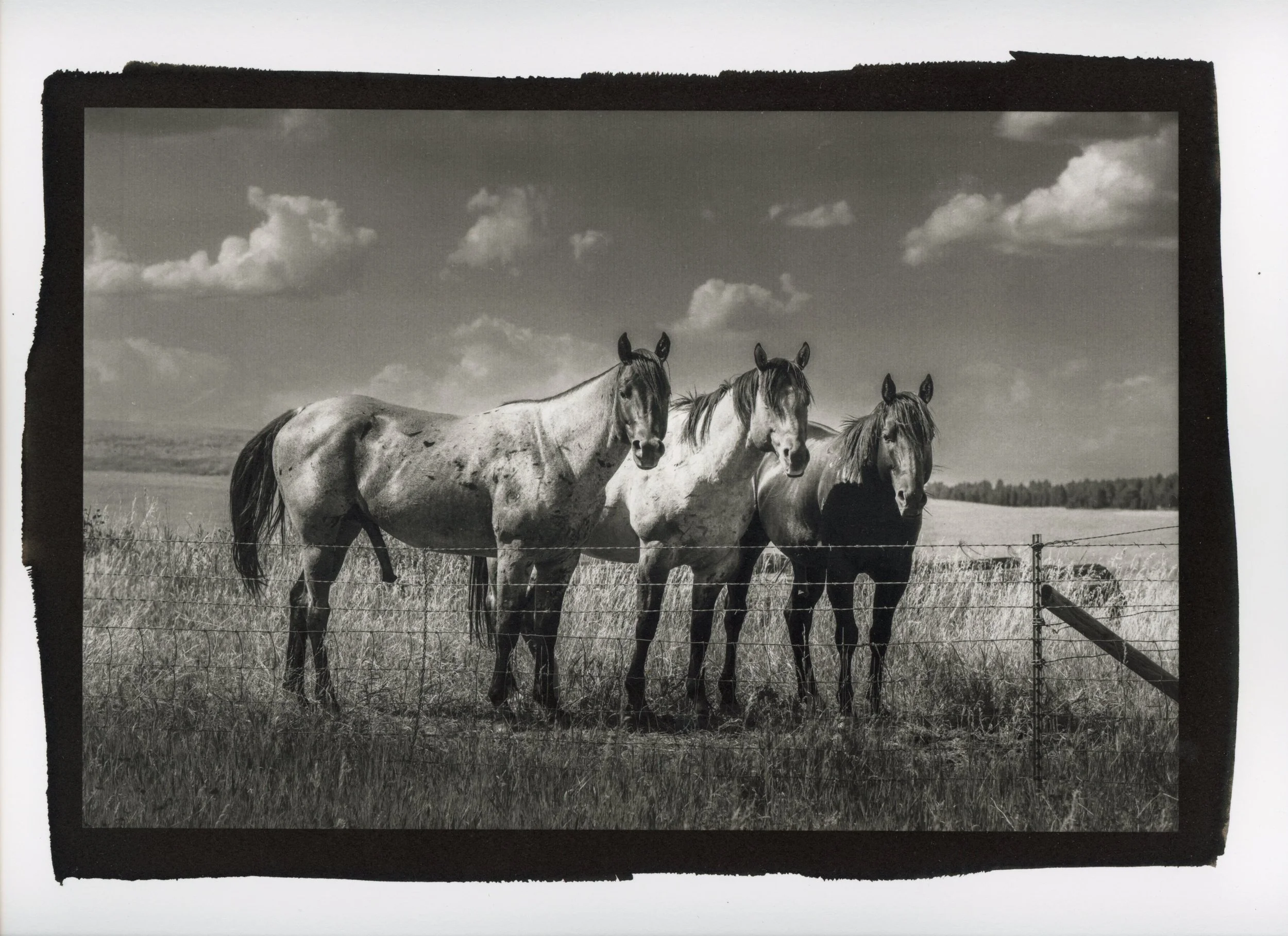 Three Wyoming Horses