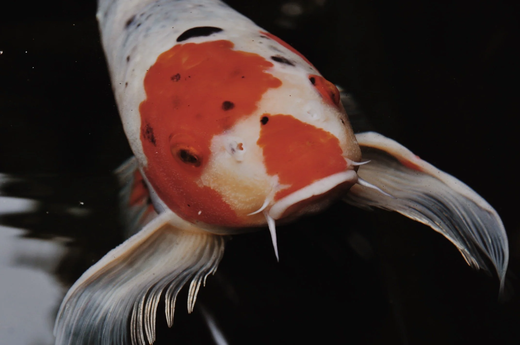 4ACD522B-CDB0-4552-AD87-C01E90C30B53 2.JPG