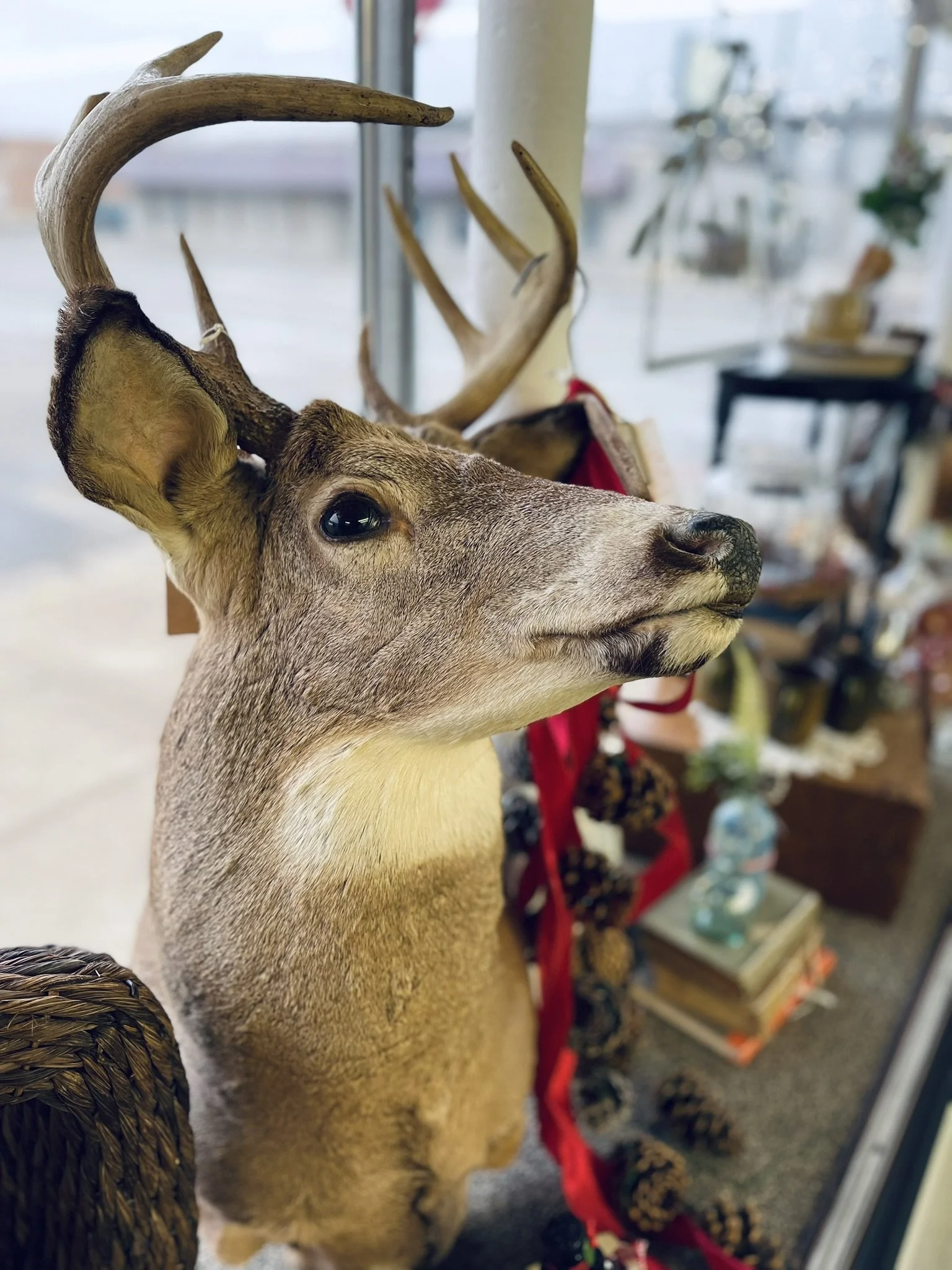 A2E039CF-2C82-47EA-BD36-80955F3B3AFB_1_102_a.jpeg
