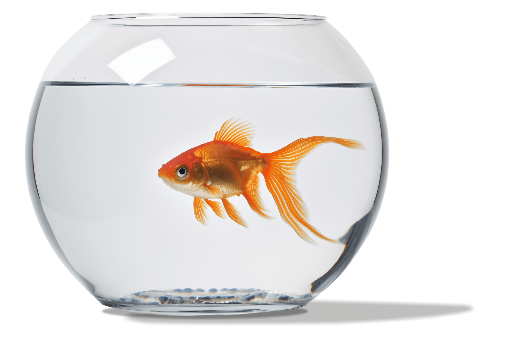Fantail Goldfish swimming in fish bowl