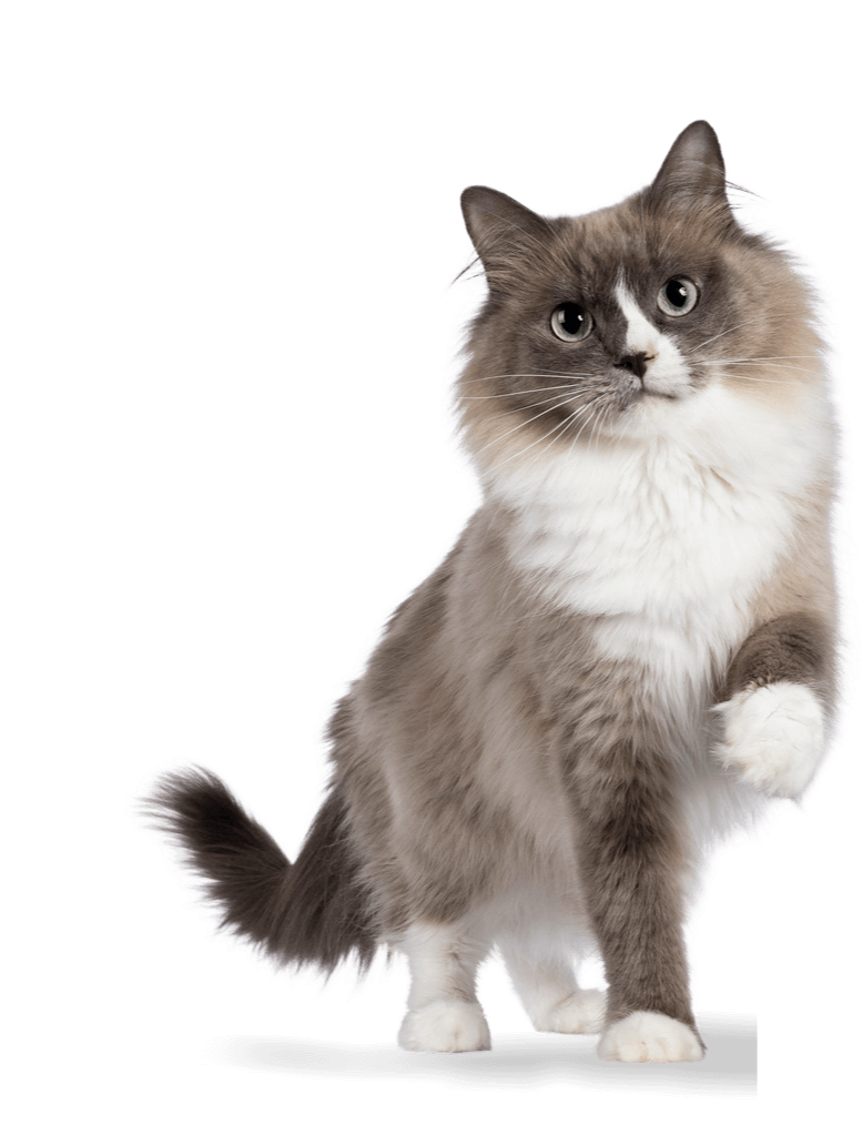 A fluffy, long-haired cat with gray and white fur, standing on its hind legs with one paw raised.