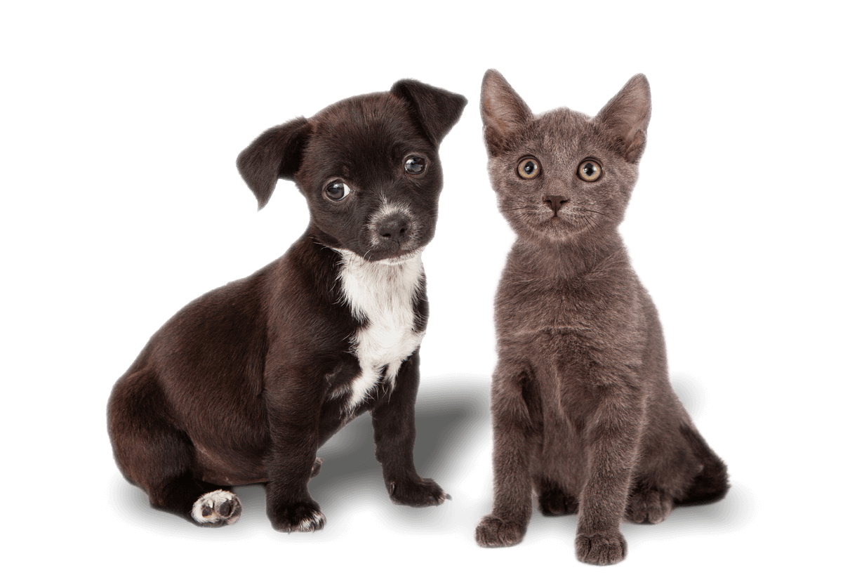 A puppy and a kitten sitting close together, both looking at the camera.