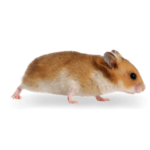 a golden Syrian Hamster running across the screen