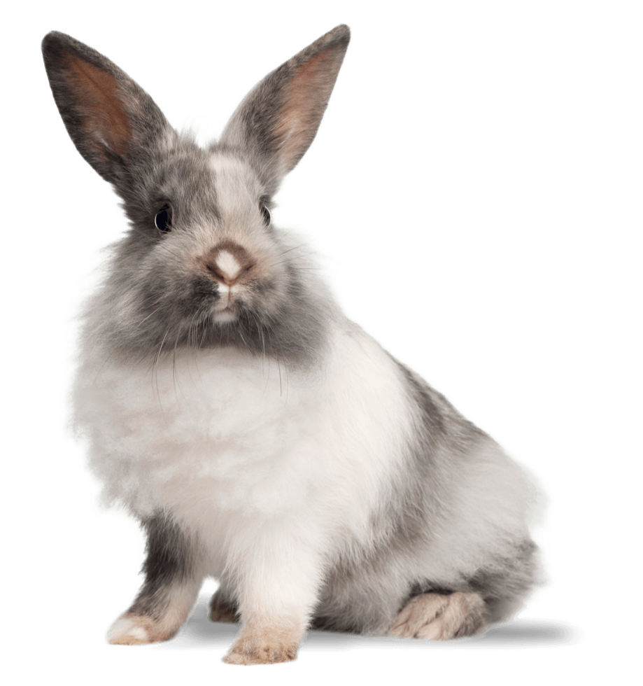 A rabbit with a mix of gray and white fur, sitting on a black background.
