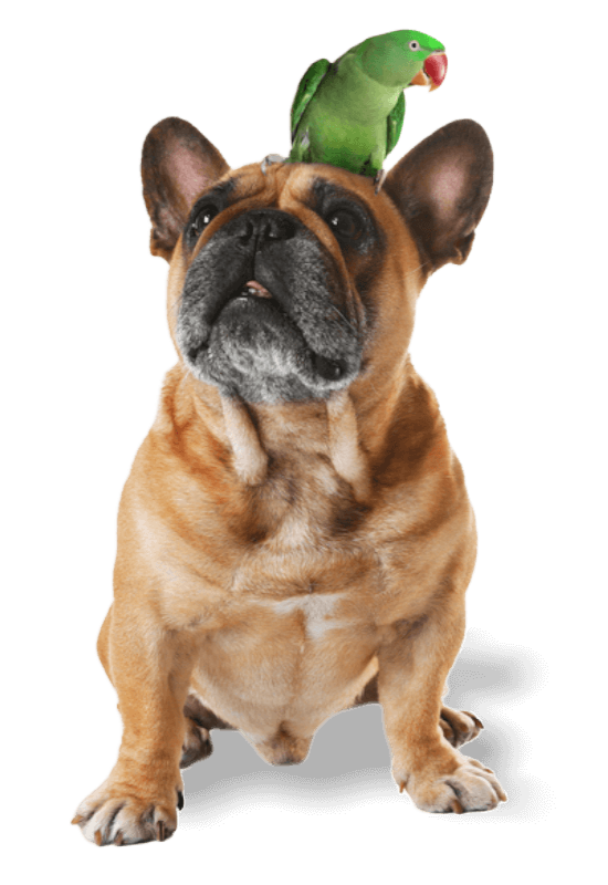 dog with bird on head