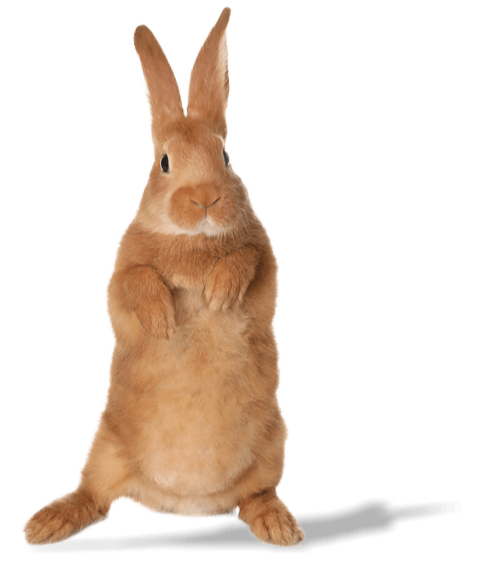 copper coloured bunny rabbit standing on hind legs