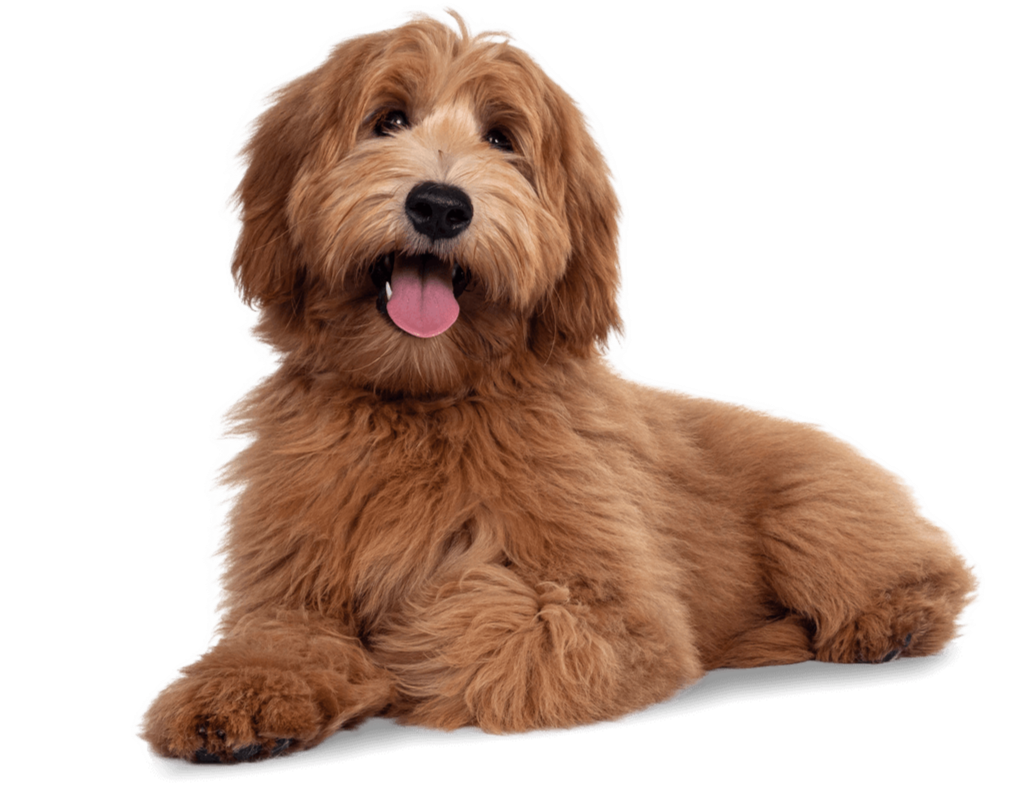 A cute, fluffy, brown puppy lying down with its tongue out.