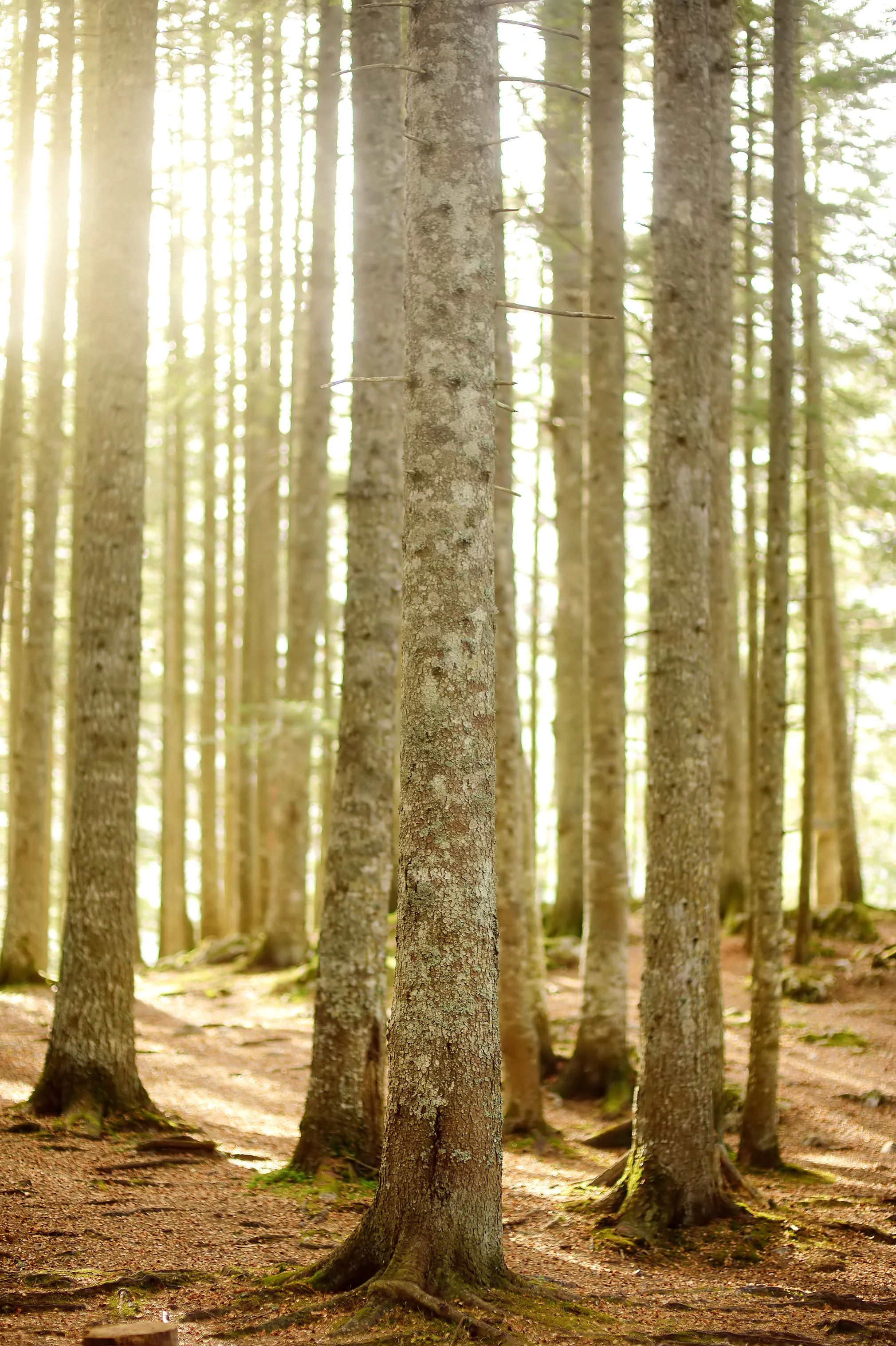 A forest scene with tall, slender trees and sunlight filtering through the branches.