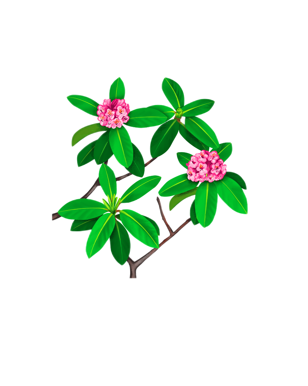 Nepal