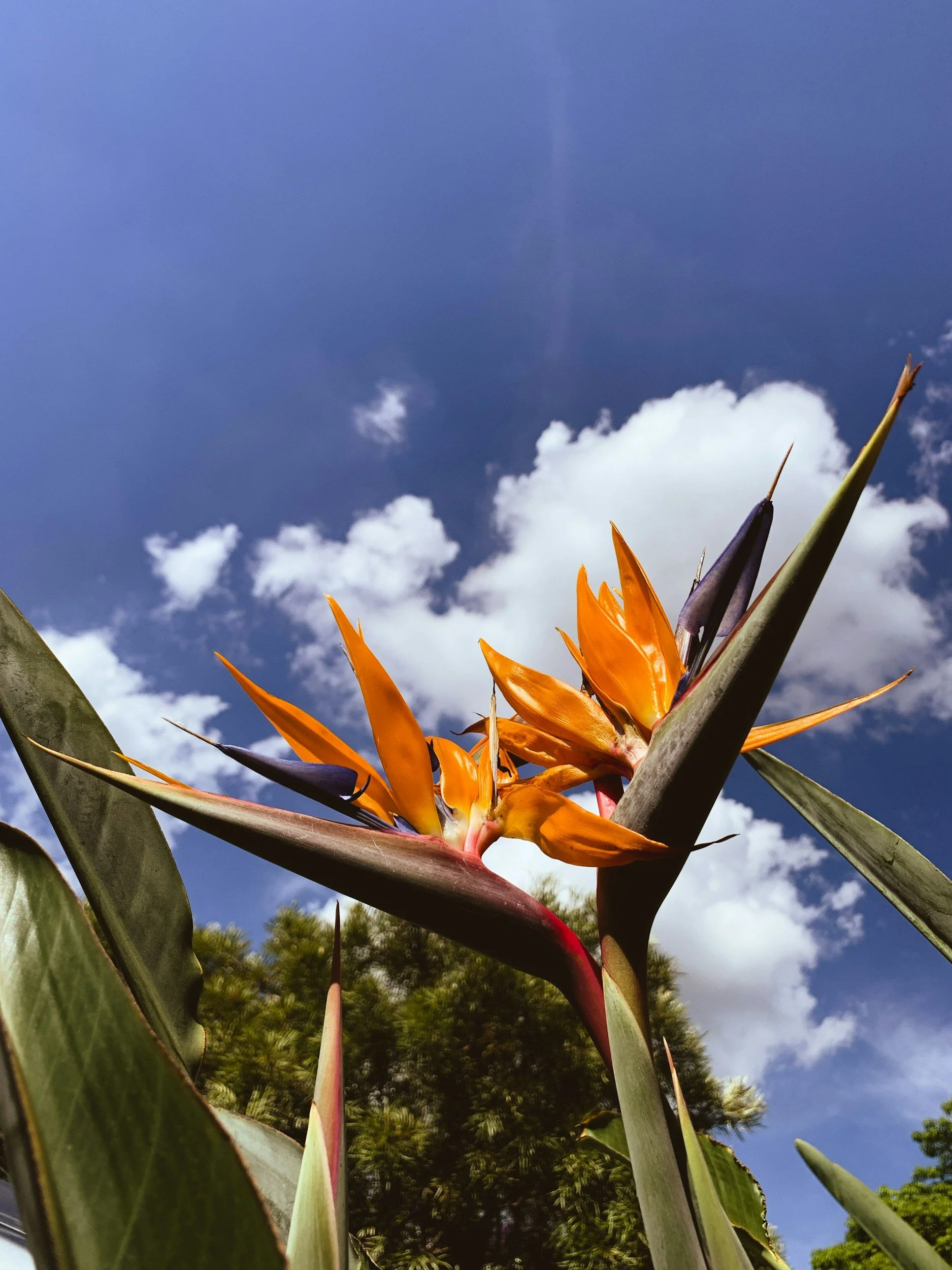 bird of paradise flower - tropical landscaping service orlando, fl