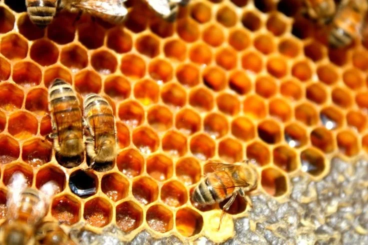 a pair of honeybees work side by side packing pollen