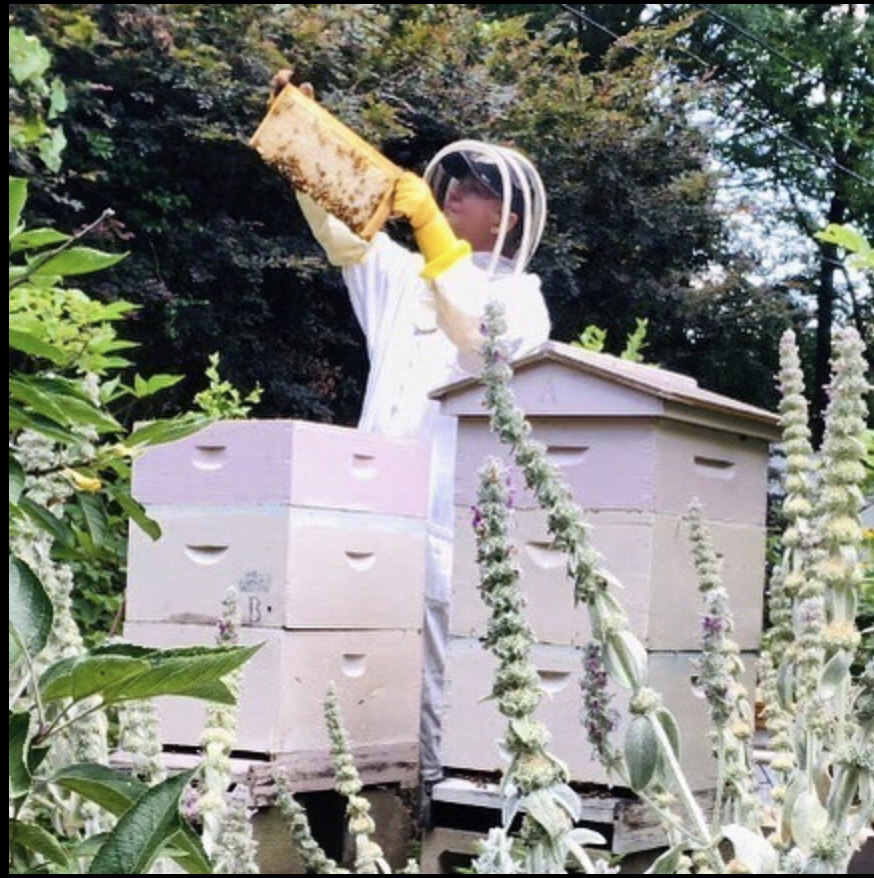 First Peek Inside the hives