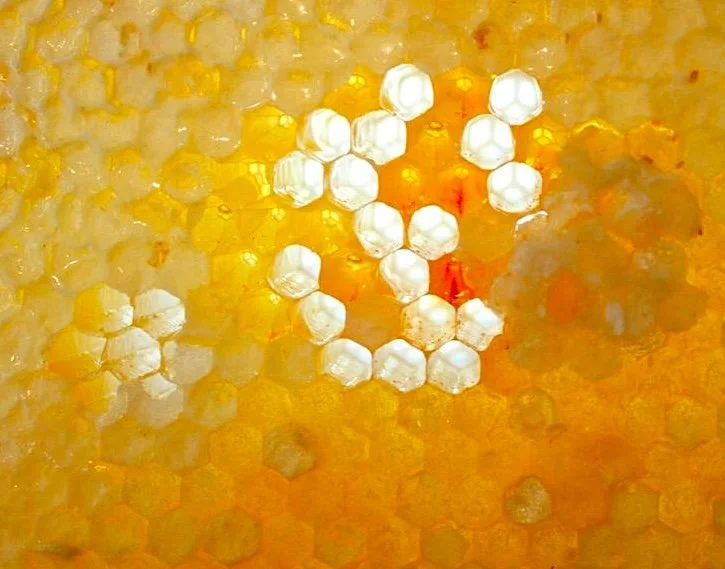 Beekeeping: A moving meditation