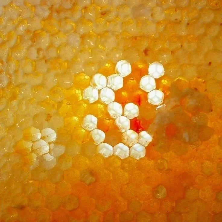 honeycomb close up