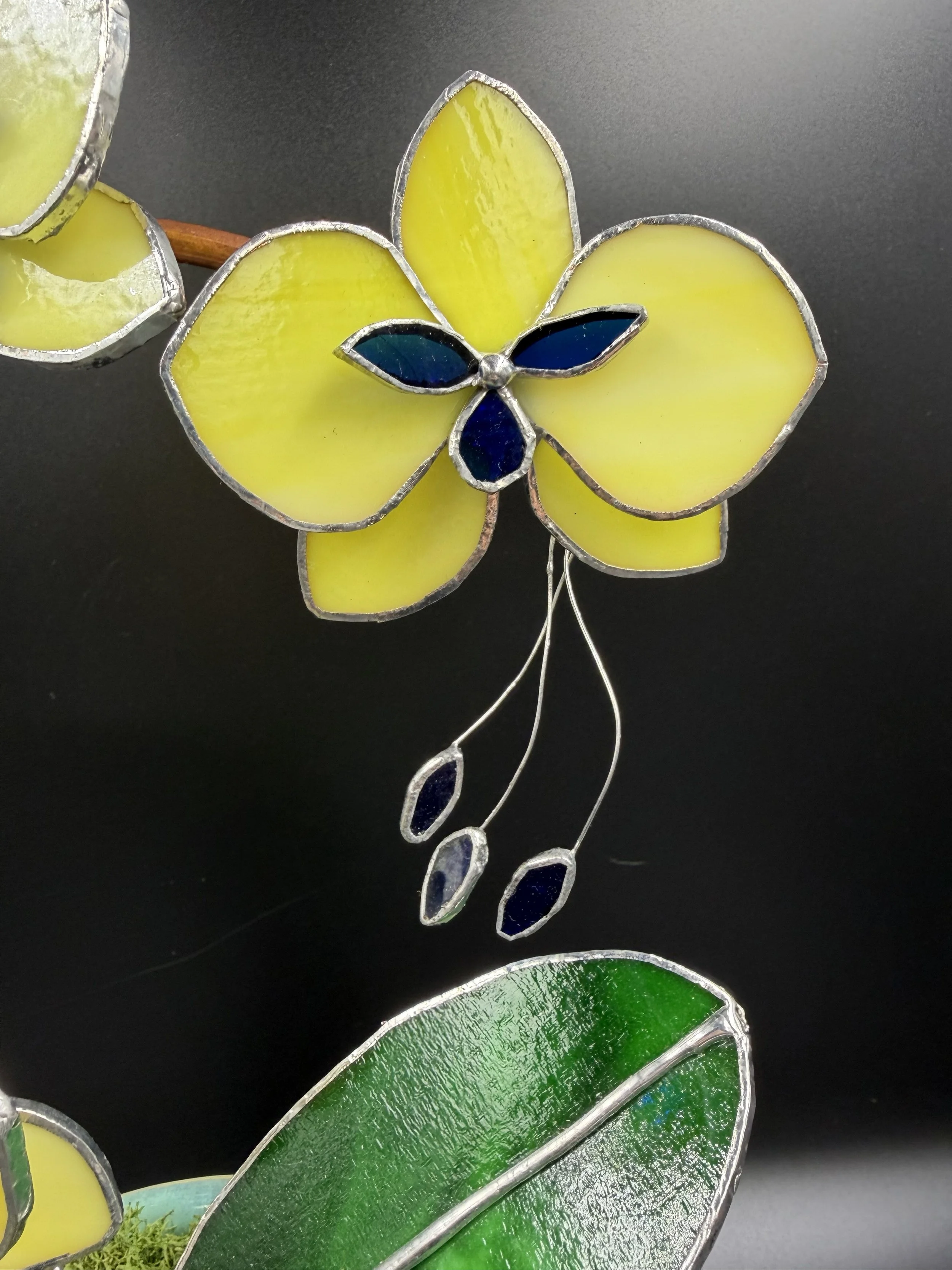 4 blossom yellow and blue in pot partial.jpg