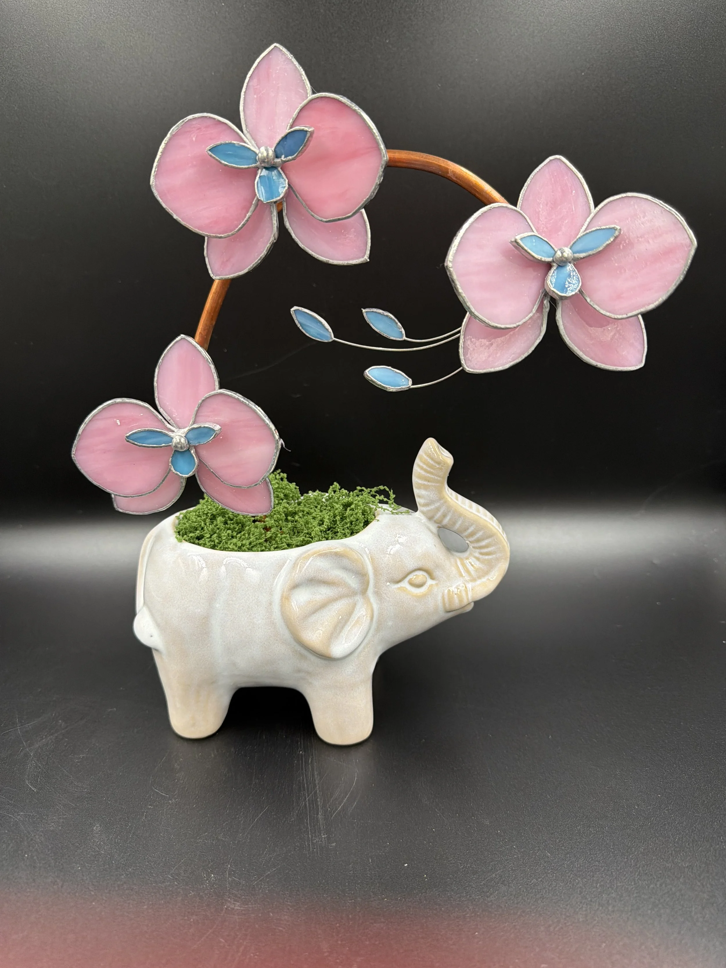 Pink elephant orchid
