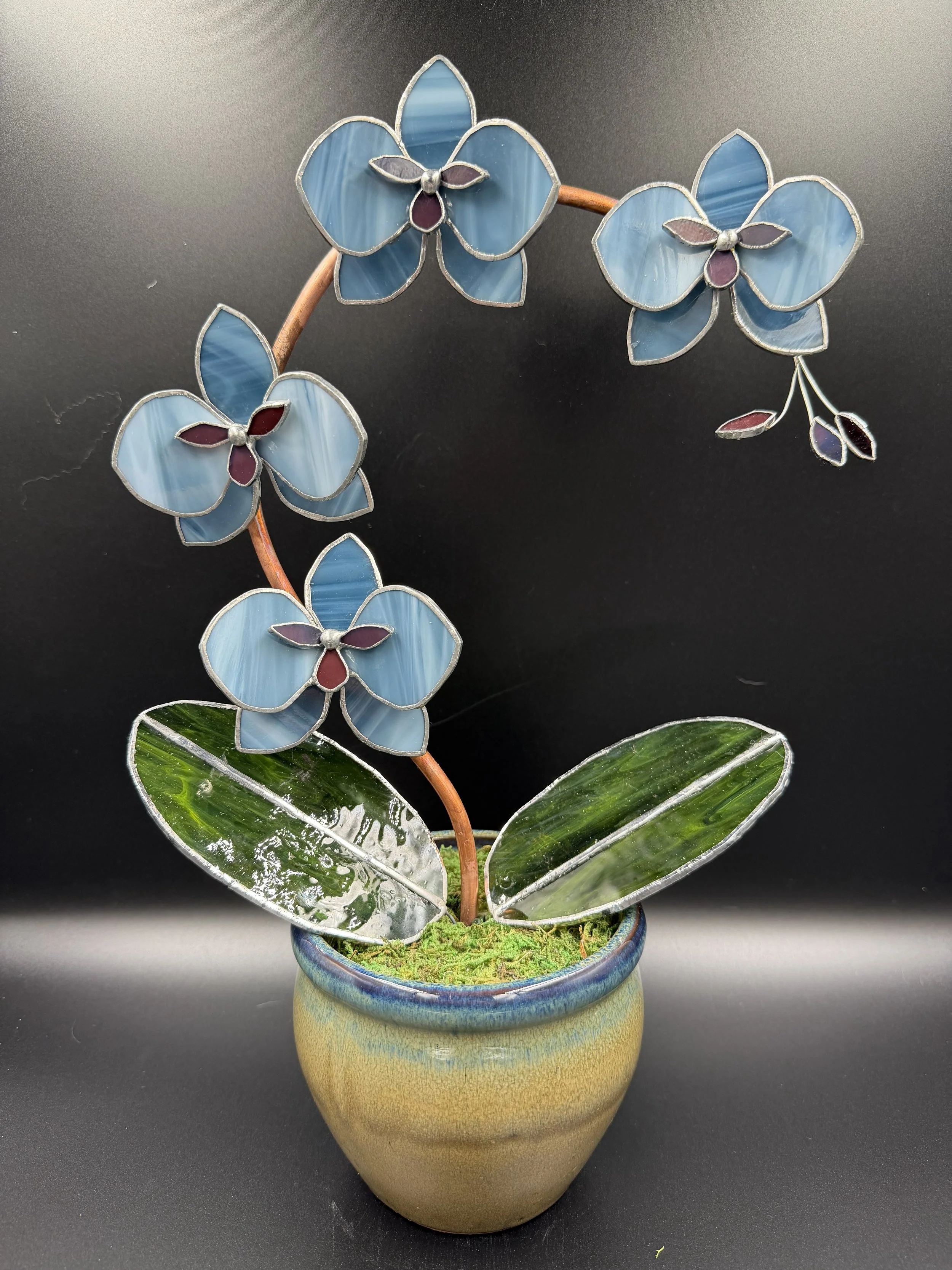 4 Blossom Streaky Blue Potted Orchid