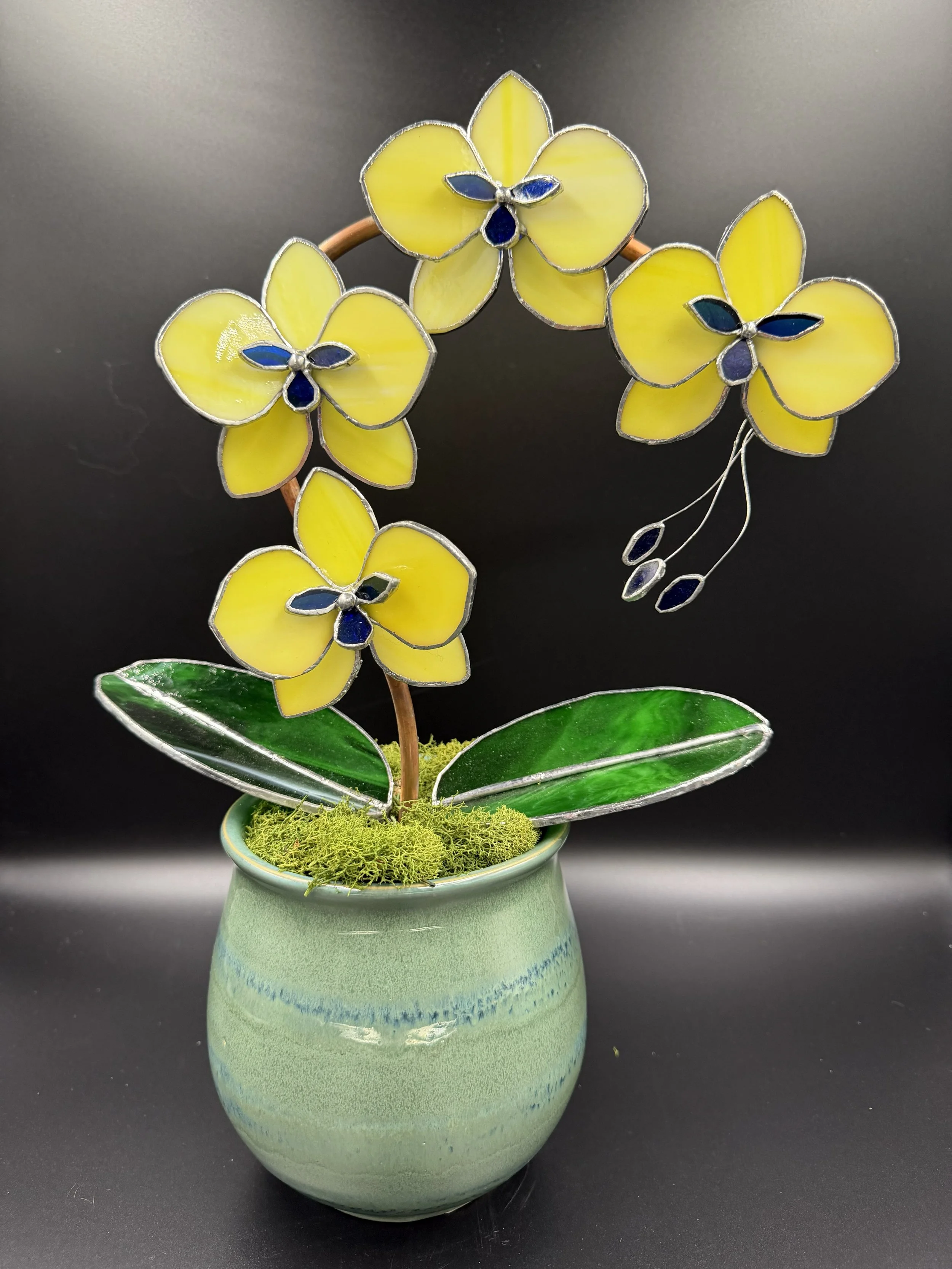 4 blossom yellow and blue in pot.jpg