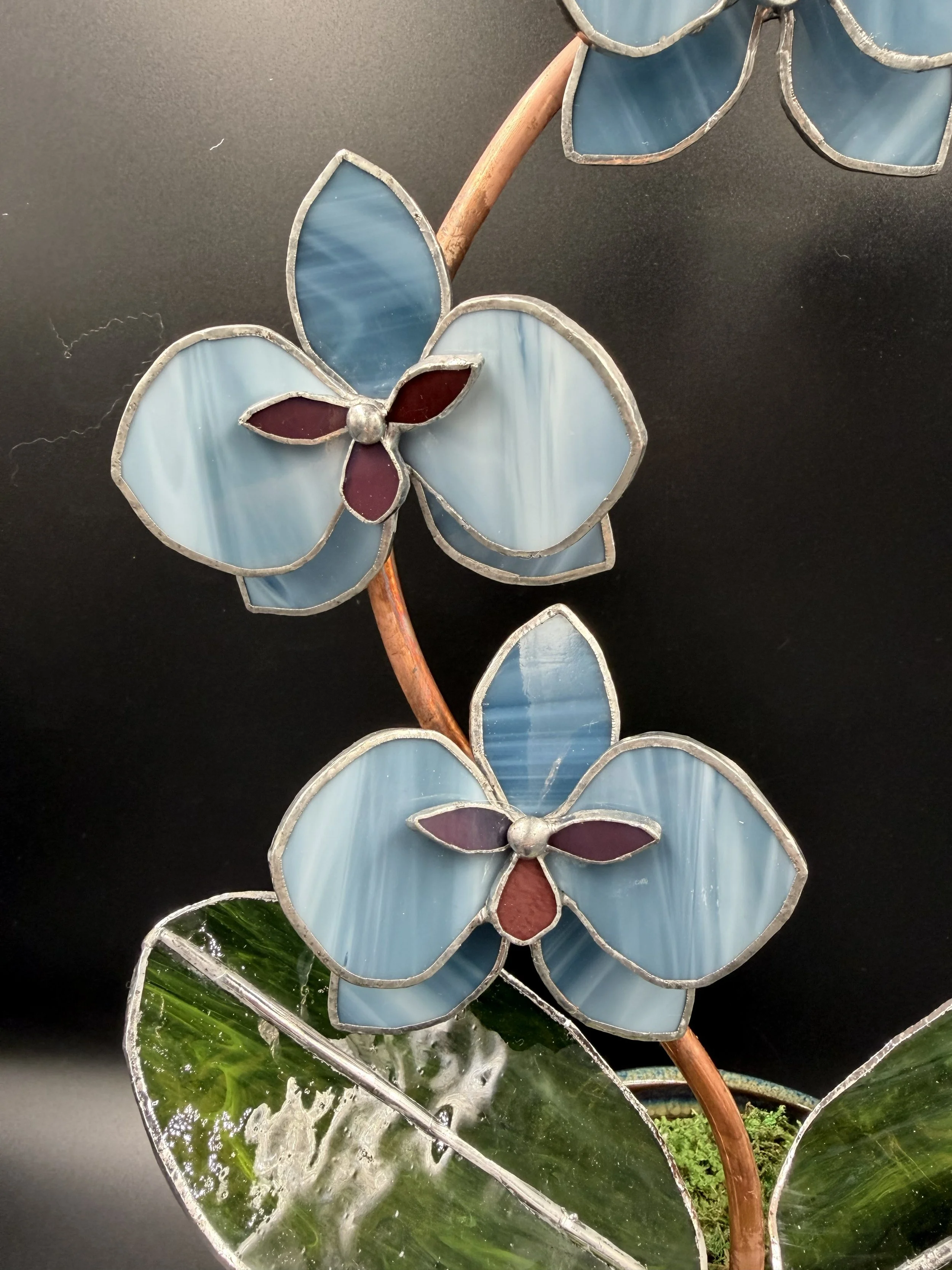 Blue streaky potted orchid with red partiaal.jpg