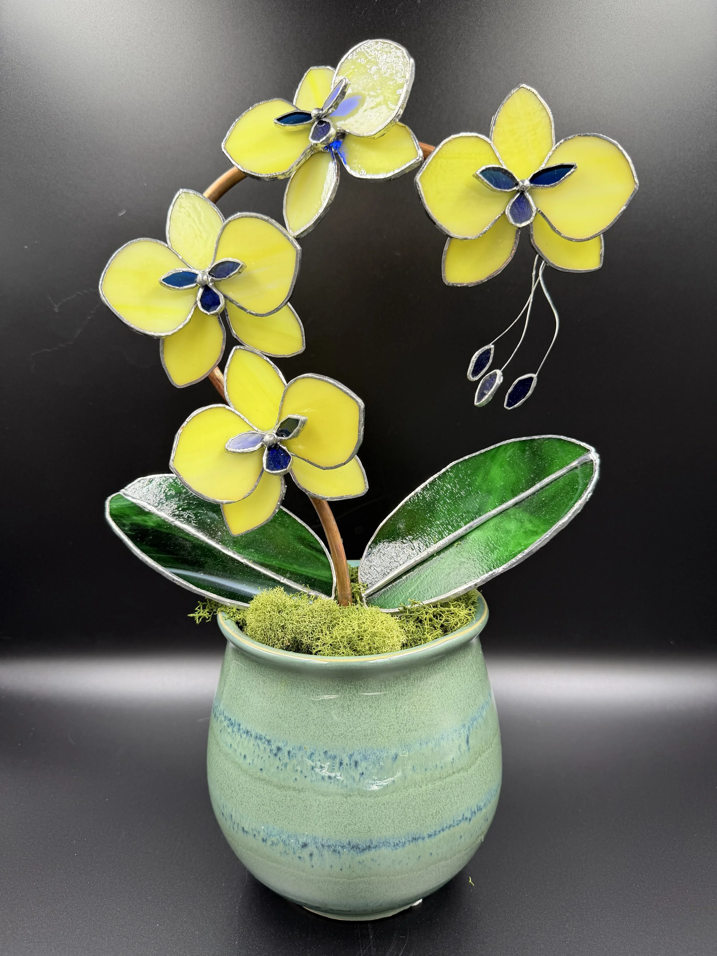 4 Blossom Yellow and Blue Orchid