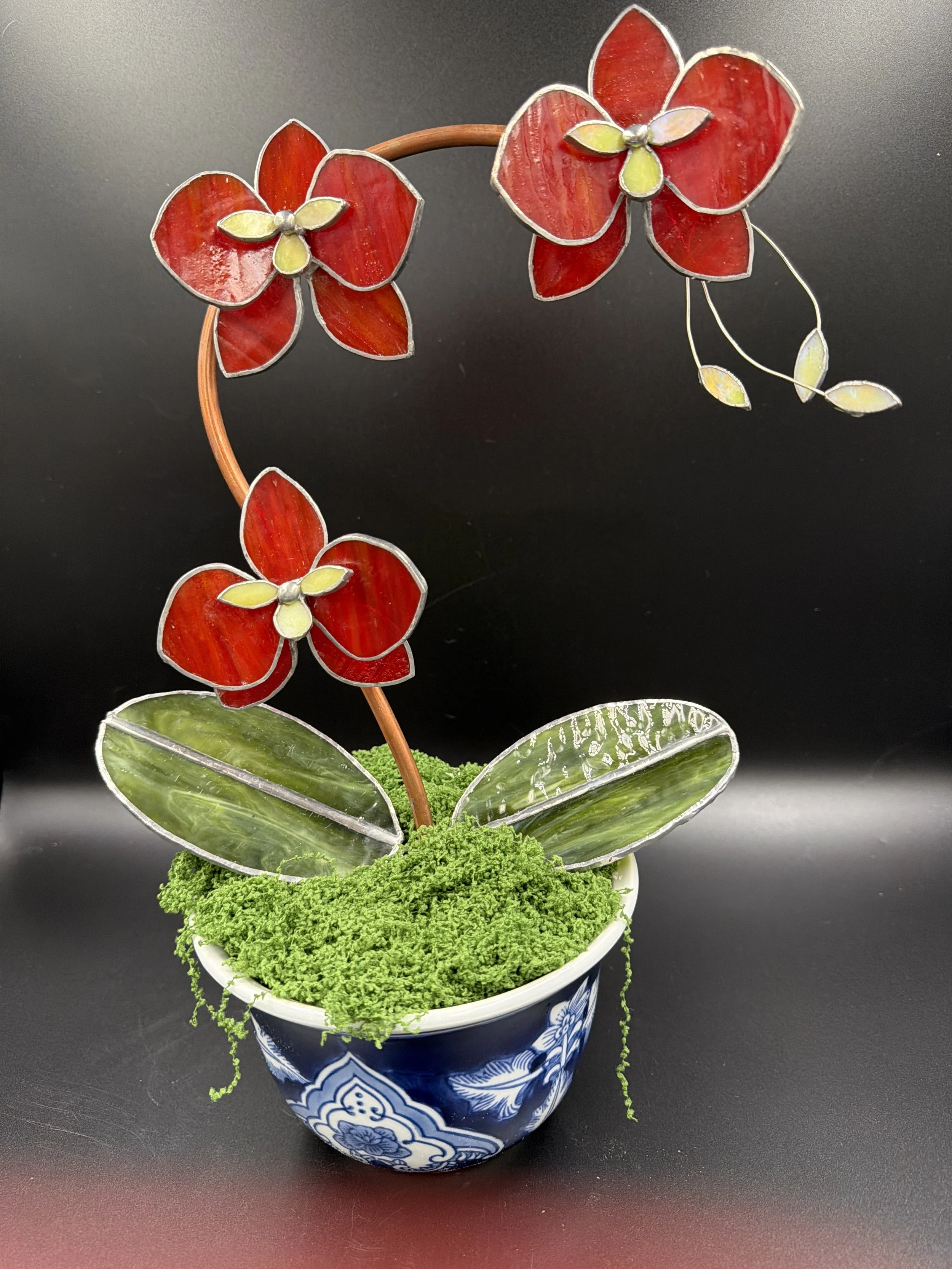 3 bloom red in Blue and white pot