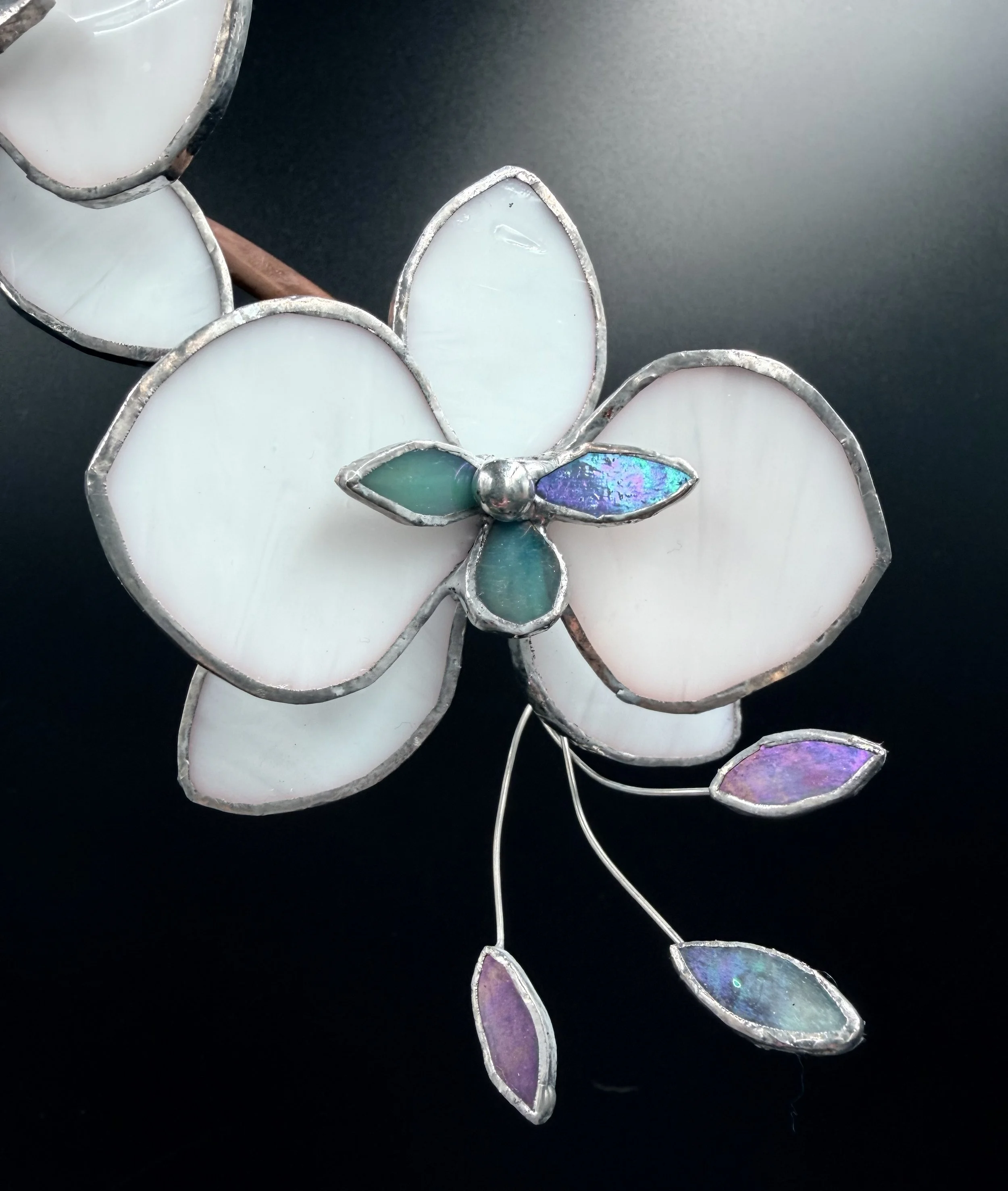 4 blossom white in blue pot partial.jpg