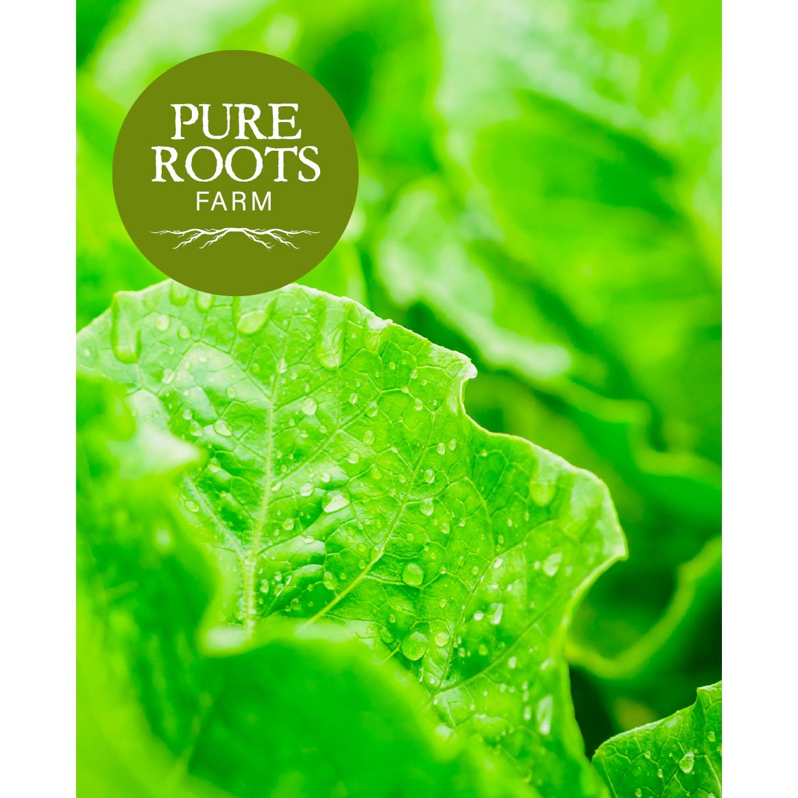 Close-up of dewy green leaves with a green circle logo in the top left corner that reads 'Pure Roots Farm' with a root illustration.