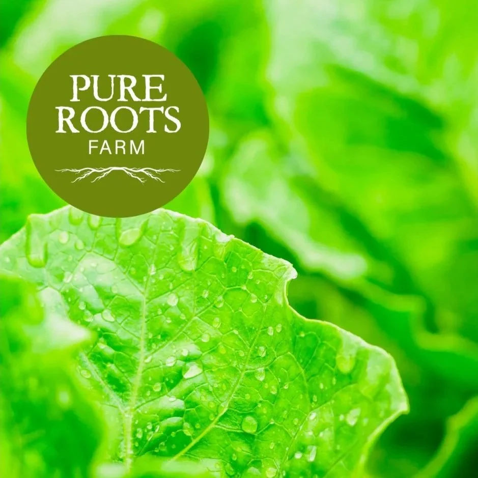 Close-up of dewy green leaves with a green circle logo in the top left corner that reads 'Pure Roots Farm' with a root illustration.