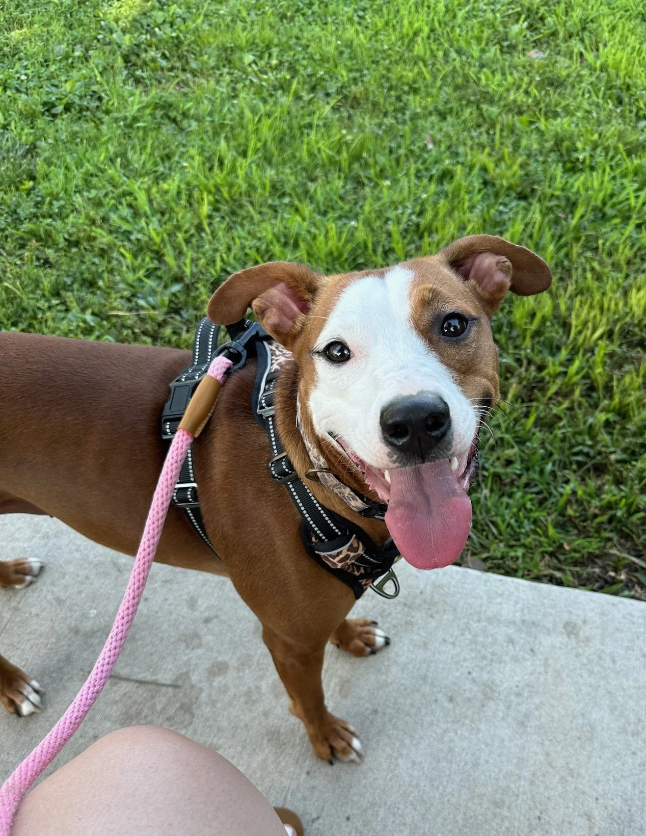 emotional support animal