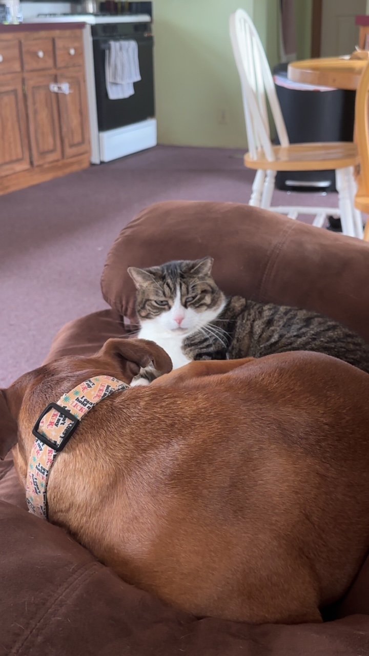 emotional support animals