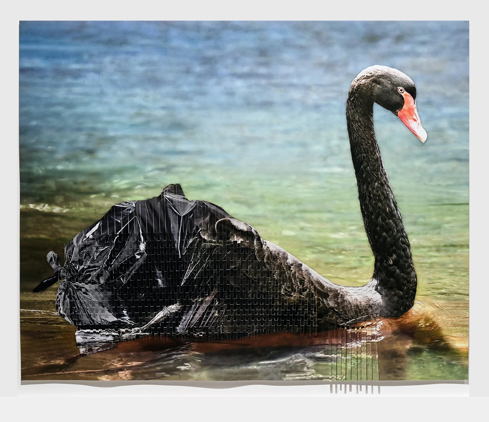 Black Swan-2024 Epson Archival Ink on enhanced matte paper, 24” x 30” (61 x 76cm)