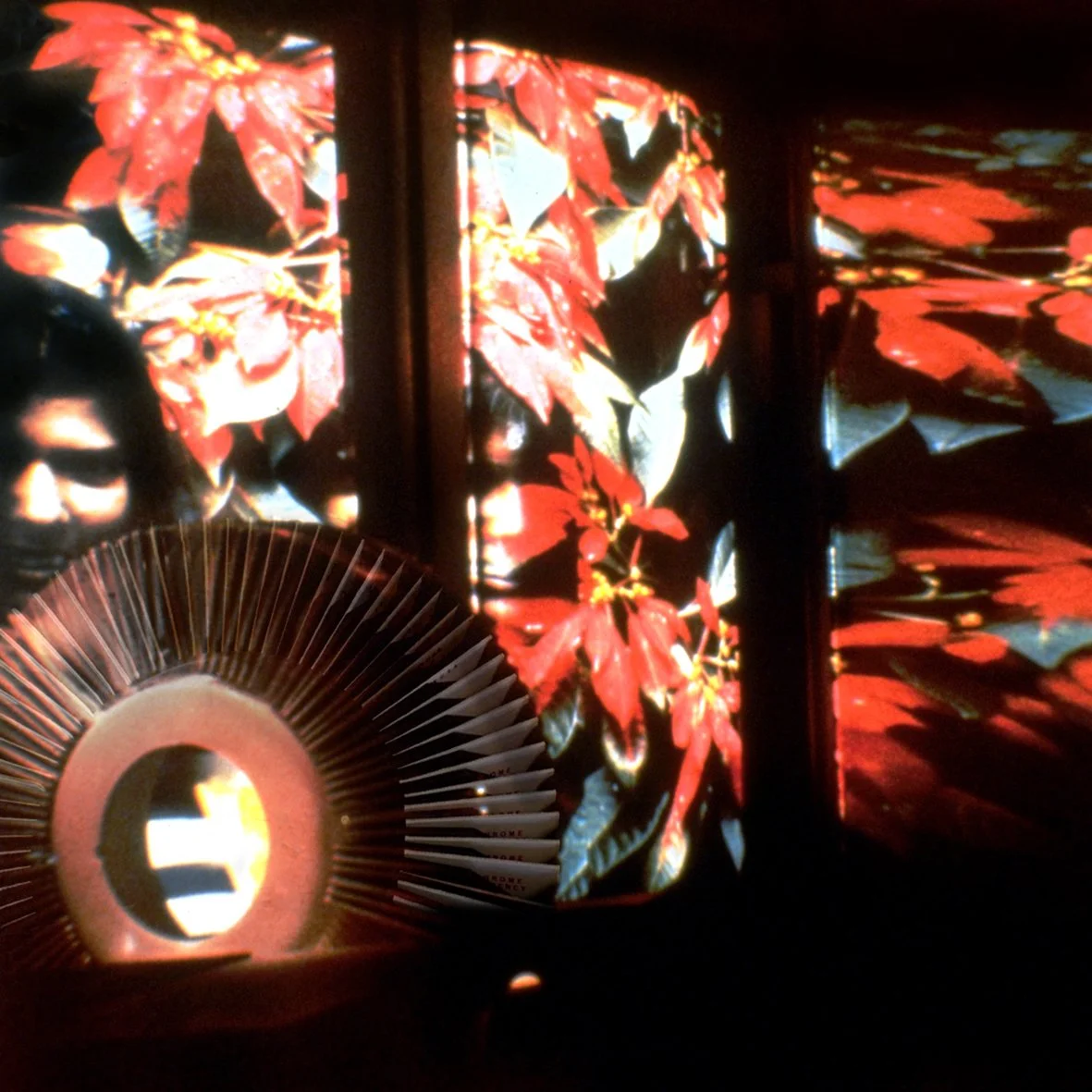 Crawling Out of Limbo_Pointsetta 1992 @ Ramona Ramlochand